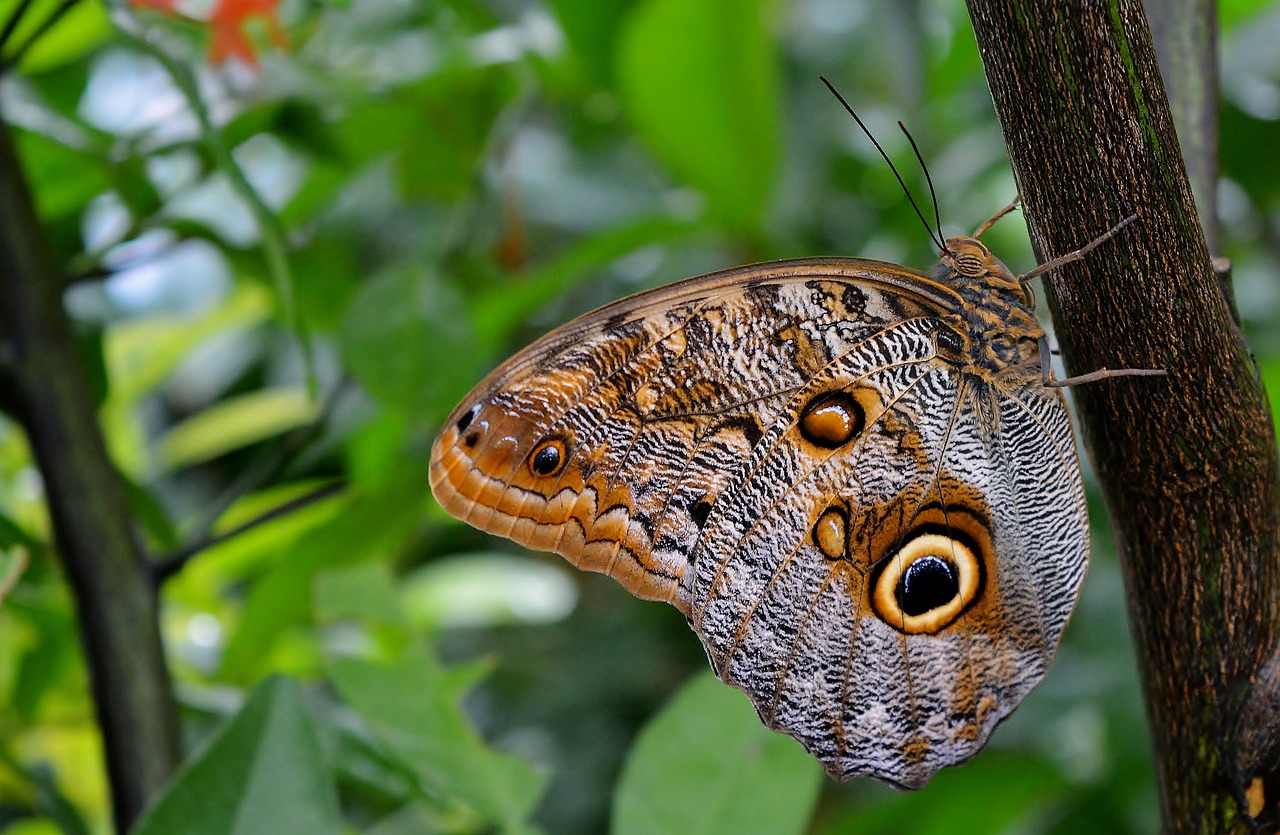 Mėlyna Morphofalter,  Tropics,  Drugelis,  Iš Arti, Nemokamos Nuotraukos,  Nemokama Licenzija