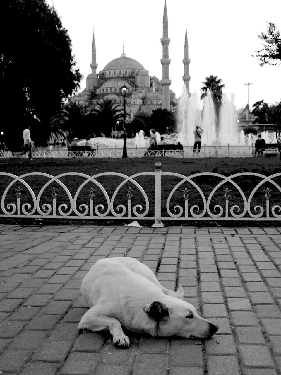 Mėlyna Mečetė, Šuo, Istanbulas, Gatvės Šuo, Minaretas, Miestas, Asija, Istorinis, Senovės, Europa