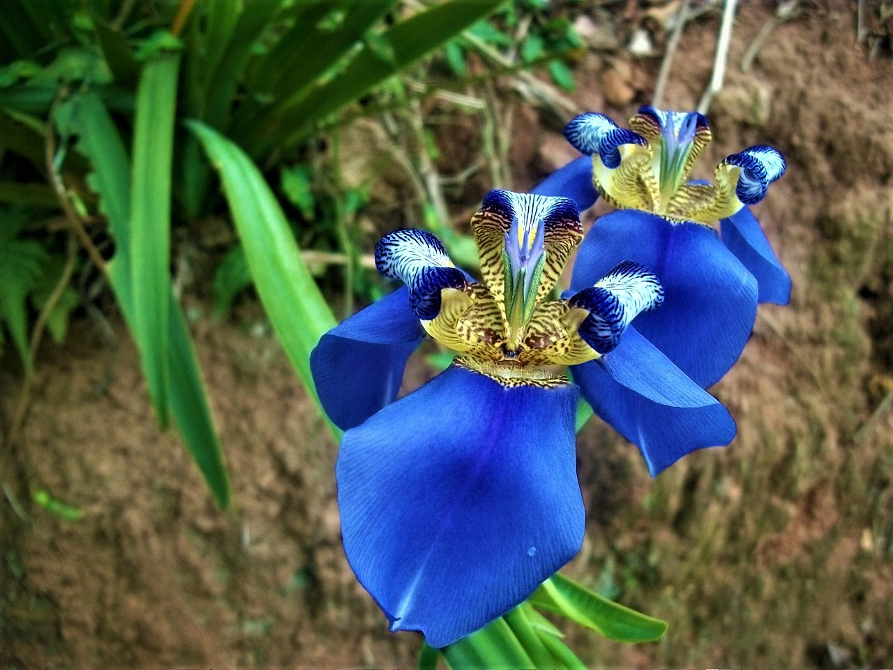 Mėlyna Orchidėja, Sodo Augalas, Žiedas, Žydėti, Mėlynas, Stiprus, Egzotiškas, Drugelis Orchidėja, Filigranas, Phalaenopsis