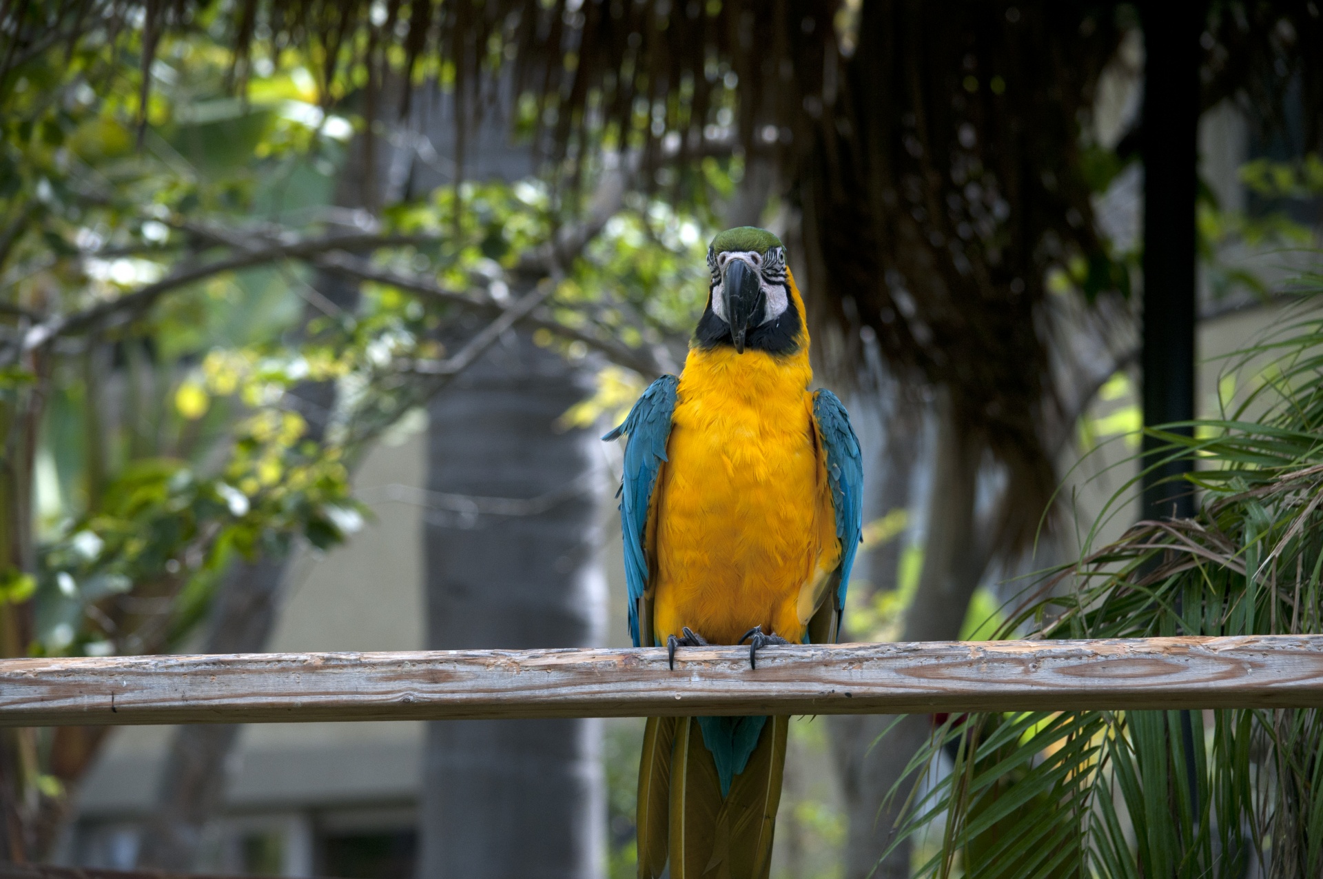 Macaw,  Mėlynas,  Turkis,  Paukštis,  Paukščiai,  Papūga,  Papūgos,  Atogrąžų,  Egzotiškas,  Naminis Gyvūnėlis