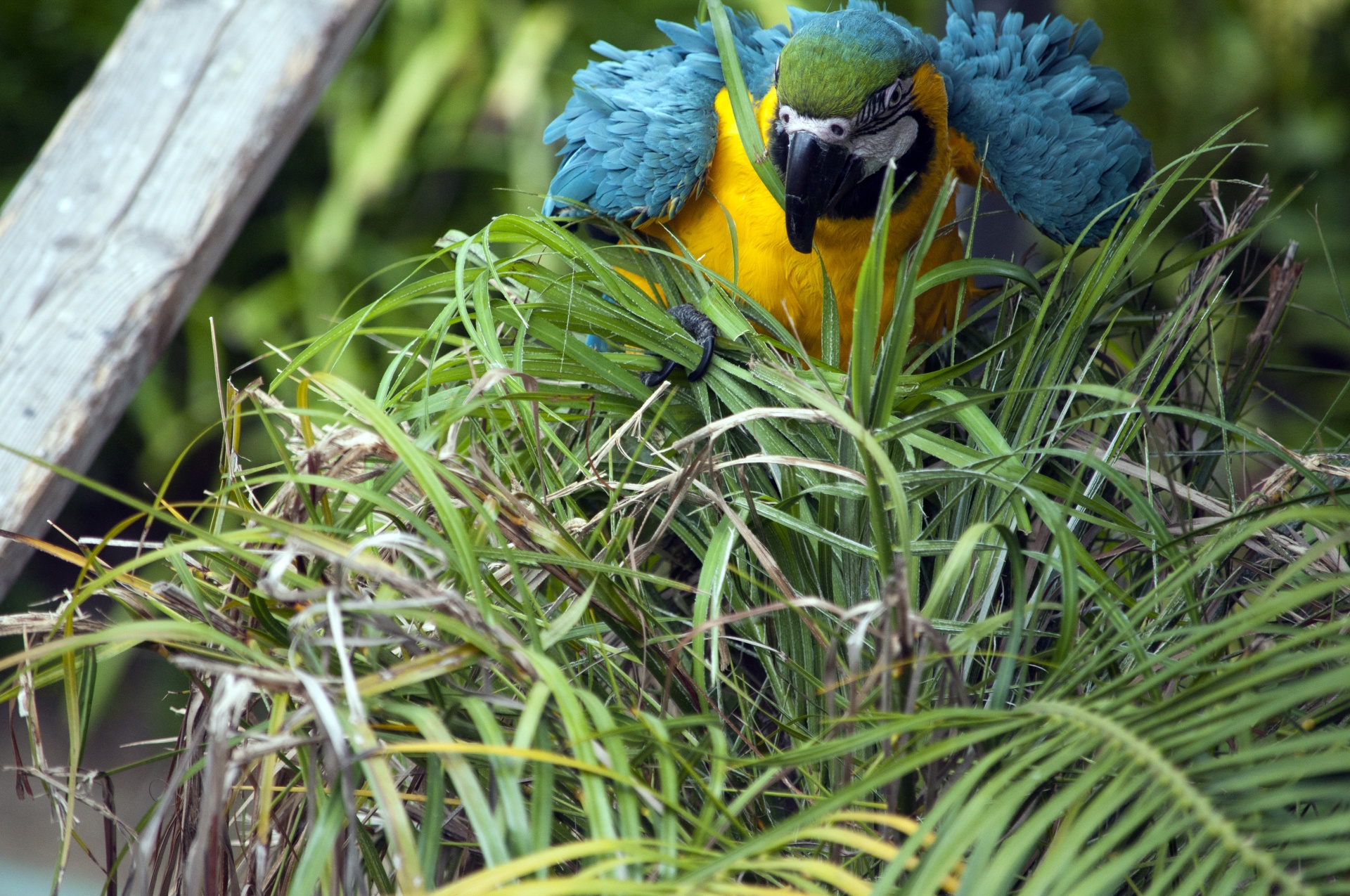 Macaw,  Mėlynas,  Turkis,  Paukštis,  Paukščiai,  Papūga,  Papūgos,  Atogrąžų,  Egzotiškas,  Naminis Gyvūnėlis