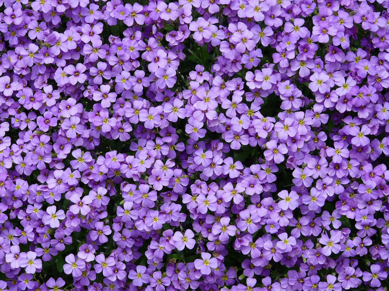 Mėlyna Pagalvė, Aubrieta, Aubrietien, Kryžmažiški Augalai, Brassicaceae, Cruciferae, Dekoratyvinis Augalas, Mėlynas, Violetinė, Gražus