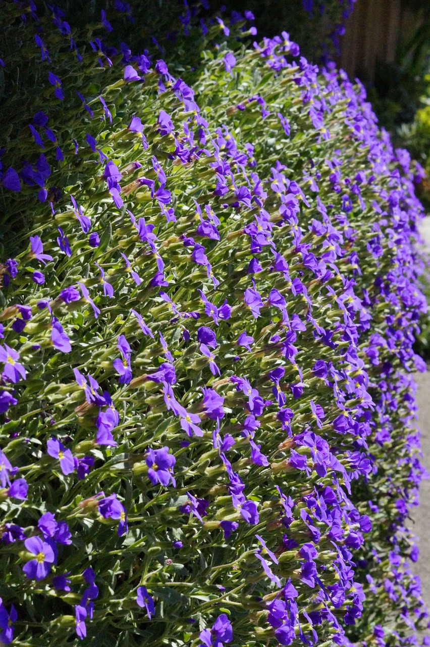 Mėlyna Pagalvė,  Gėlės,  Žydėti,  Blütenmeer,  Mėlynas,  Pavasaris,  Akmens Sodas,  Violetinė,  Pagalvių Augalas,  Gėlė