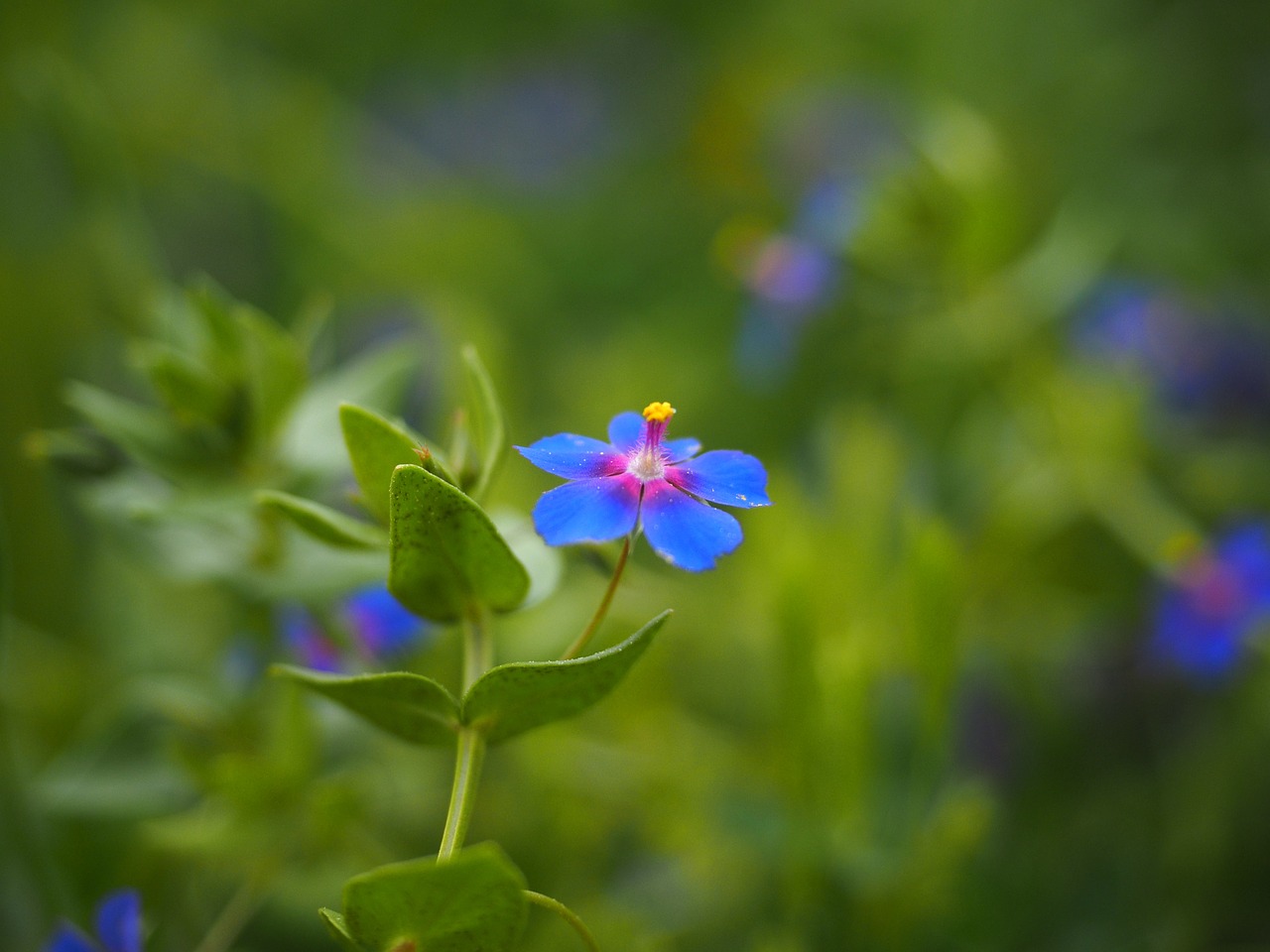 Mėlyna Pimpernel, Gėlė, Žiedas, Žydėti, Mėlynas, Liūtys, Anagallis Foemina, Anagallis, Myrsinengewaechs, Myrsinoideae