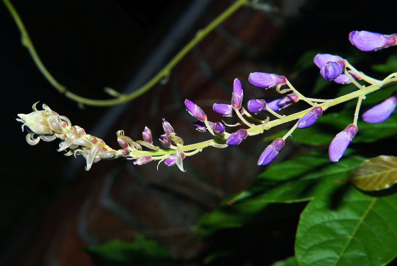 Mėlynas Lietus, Gėlės, Laipiojimo Augalai, Wisteria, Toksiškas, Vynuogių, Rangas Augalas, Violetinė, Šviesus, Gražus