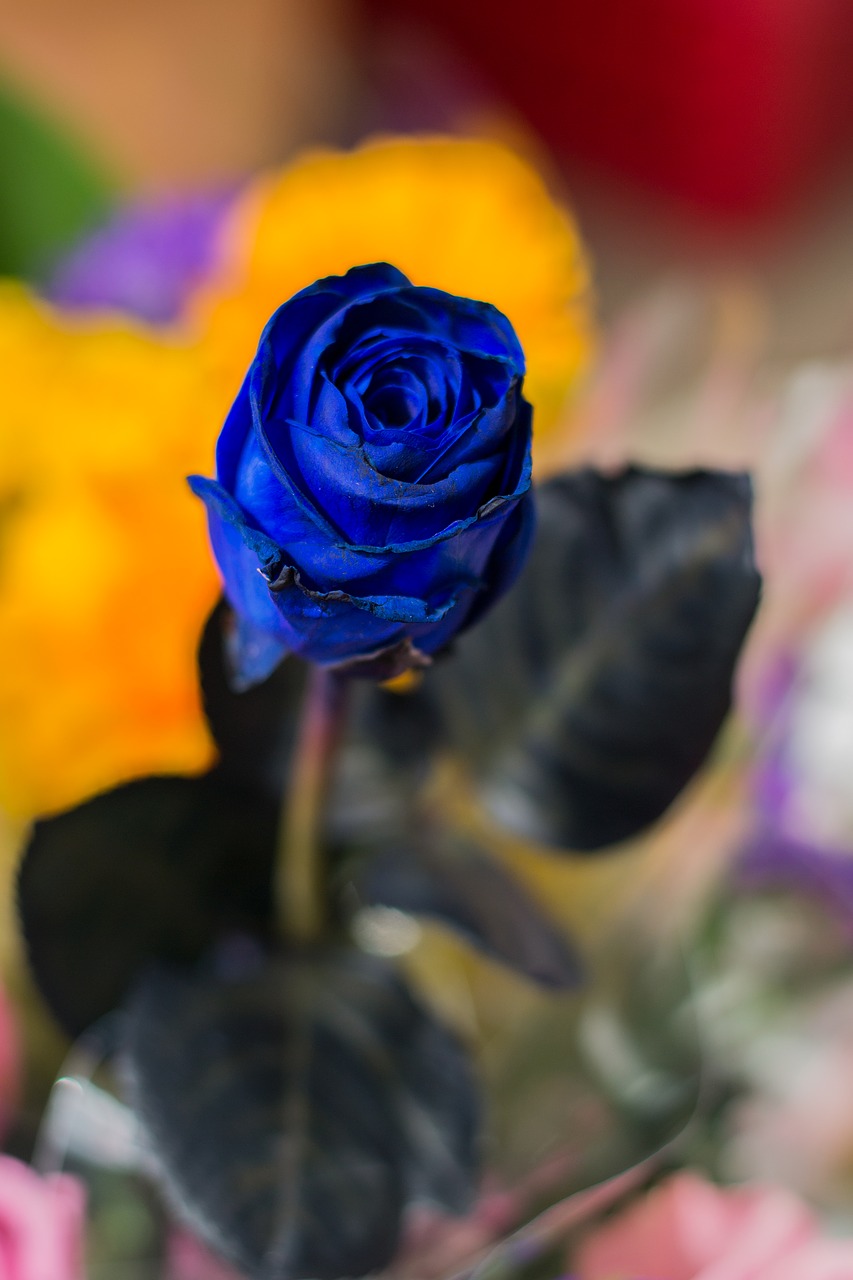 Mėlynos Rožės, Ro, Gėlė, Gamta, Nemokamos Nuotraukos,  Nemokama Licenzija