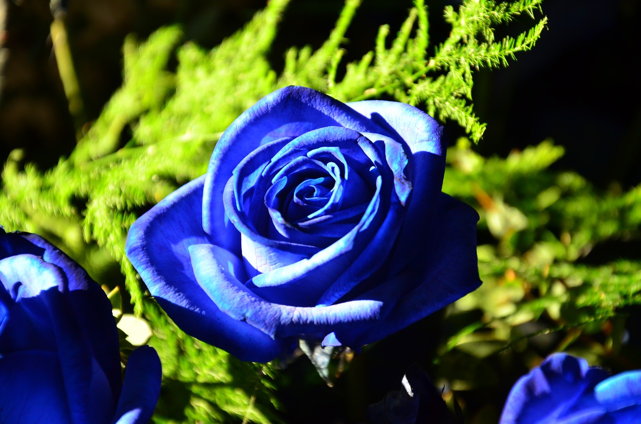 Mėlyna Roze, Rožės, Gėlės, Puokštė, Mėlynas, Gimtadienio Sveikinimas, Romantiškas, Atidaryta Roze, Rosebud, Uždaryti