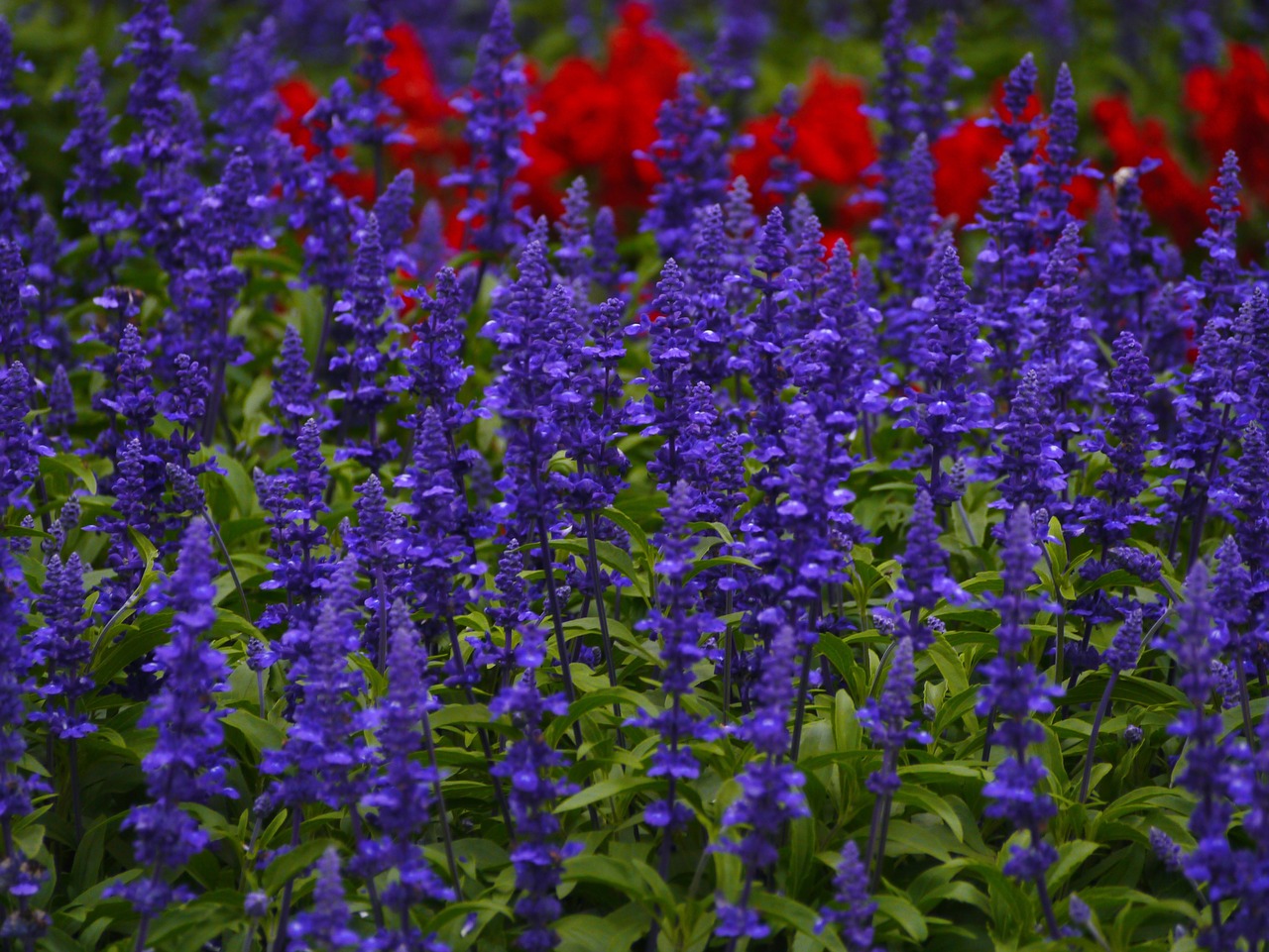 Mėlynas Šalavijas, Gėlės, Mėlyna-Violetinė, Raudona, Lapai, Žalias, Genialumas, Geliu Lova, Daug, Otsu Parkas