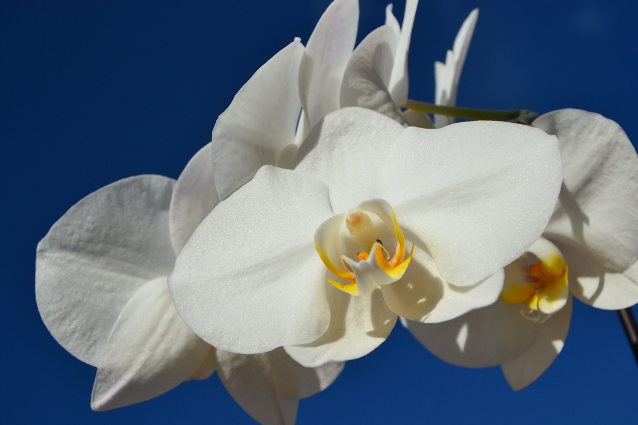 Mėlynas Dangus, Baltos Orchidėjos, Balta Gėlė, Nemokamos Nuotraukos,  Nemokama Licenzija