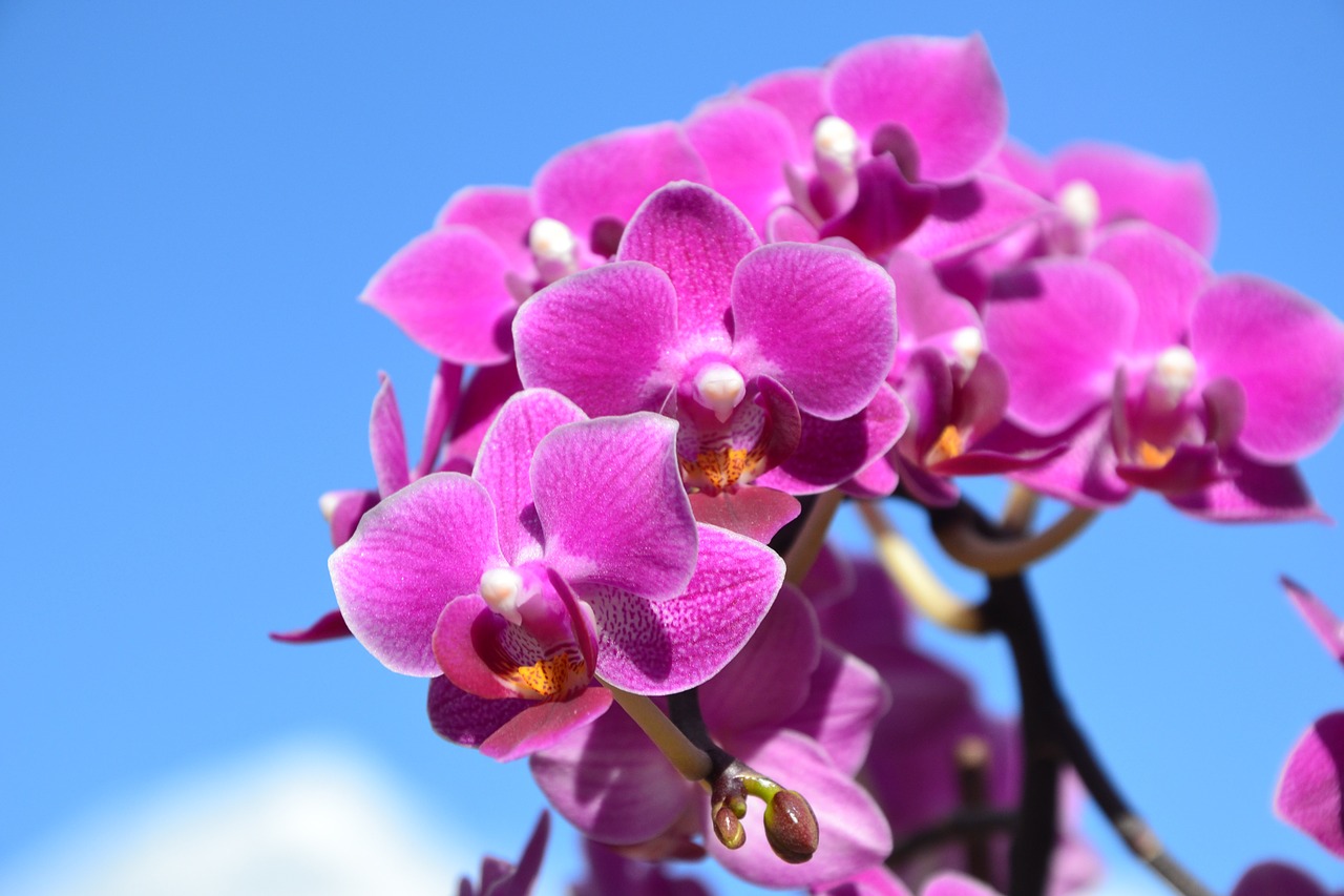 Mėlynas Dangus, Violetinės Orchidėjos, Purpurinė Gėlė, Nemokamos Nuotraukos,  Nemokama Licenzija