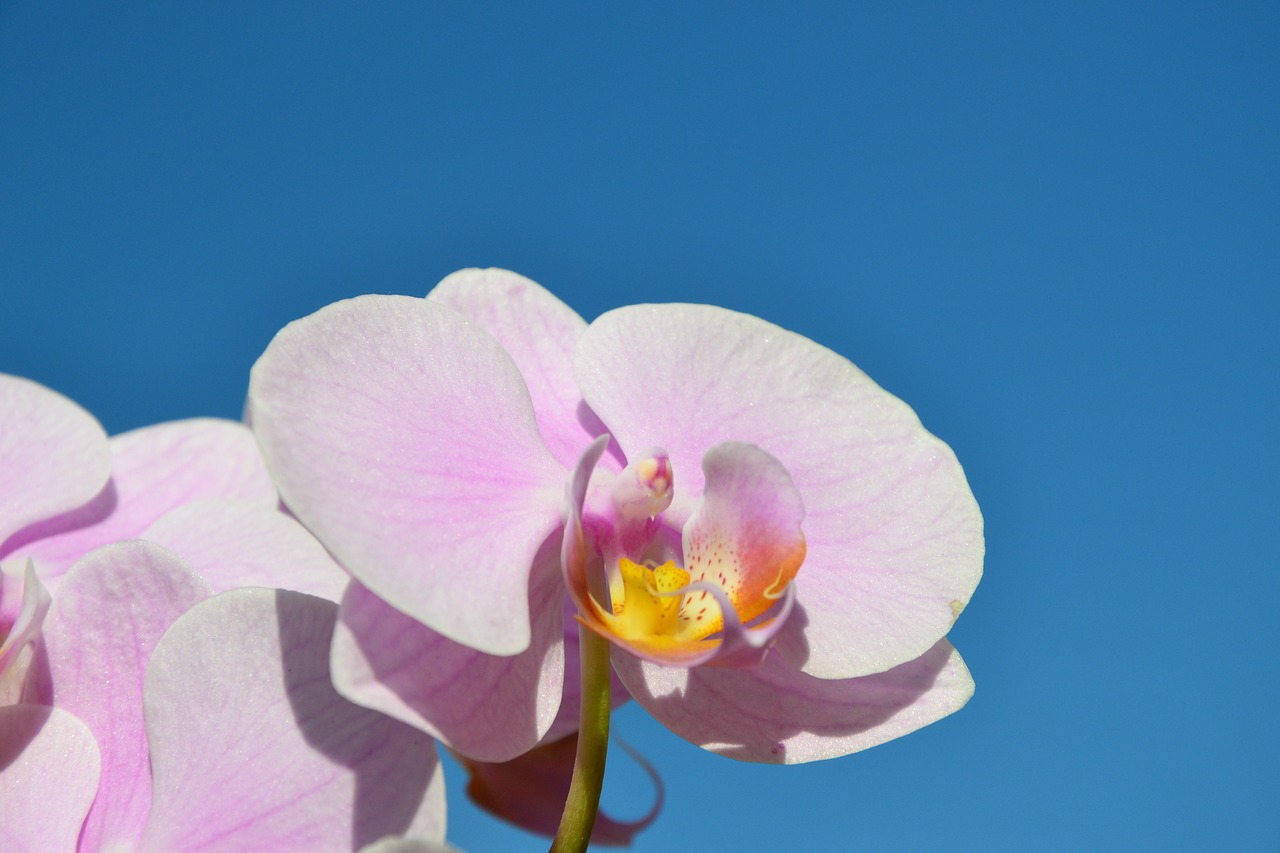 Mėlynas Dangus, Rožių Orchidėjos, Rožė, Nemokamos Nuotraukos,  Nemokama Licenzija