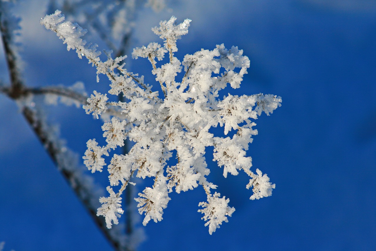 Цветы снег и голубое небо
