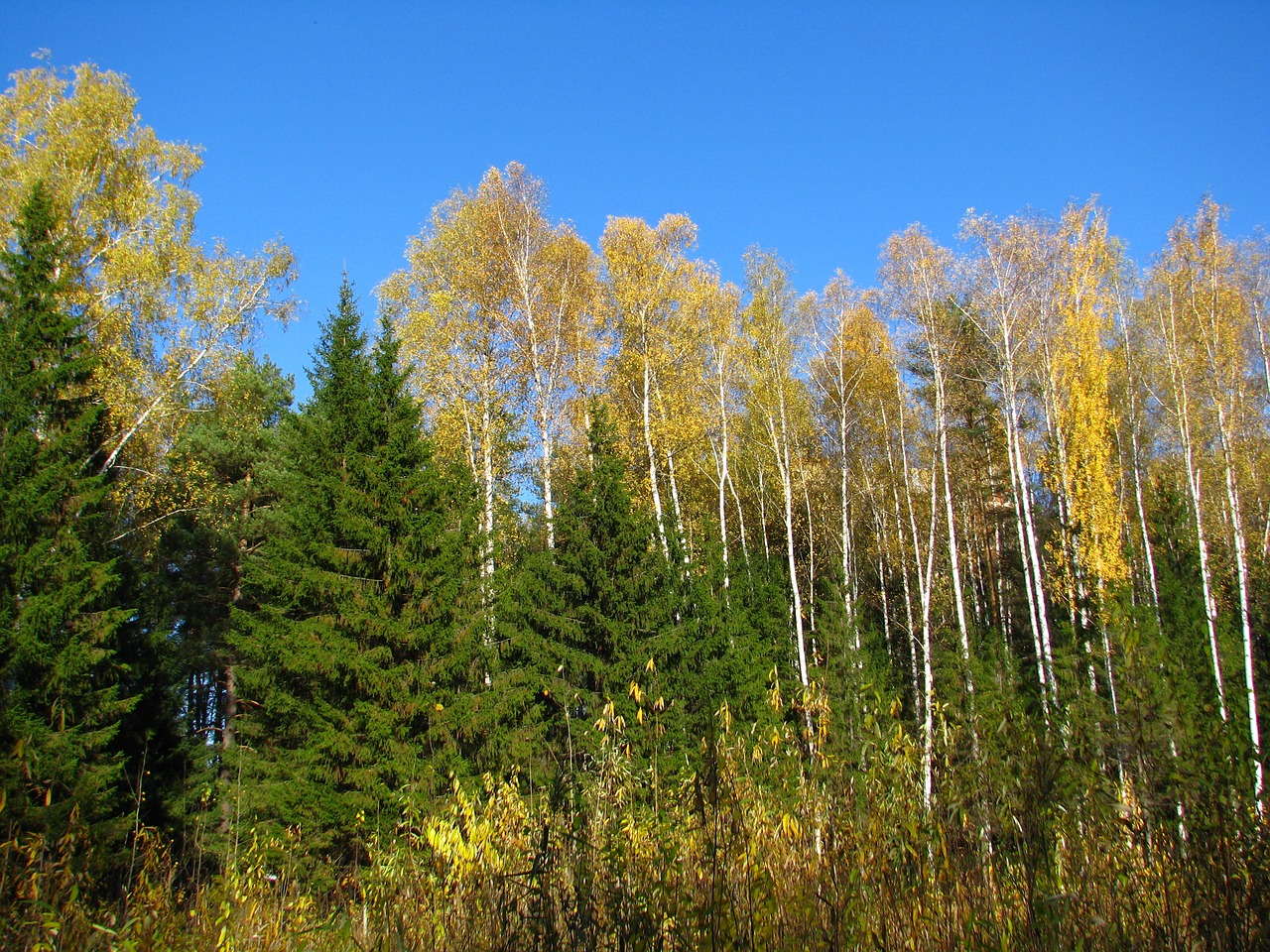 Mėlynas Dangus, Miškas, Beržas, Kalėdų Eglutė, Aukso Ruduo, Saulėta Diena, Dangus, Gamta, Kraštovaizdis, Saulė