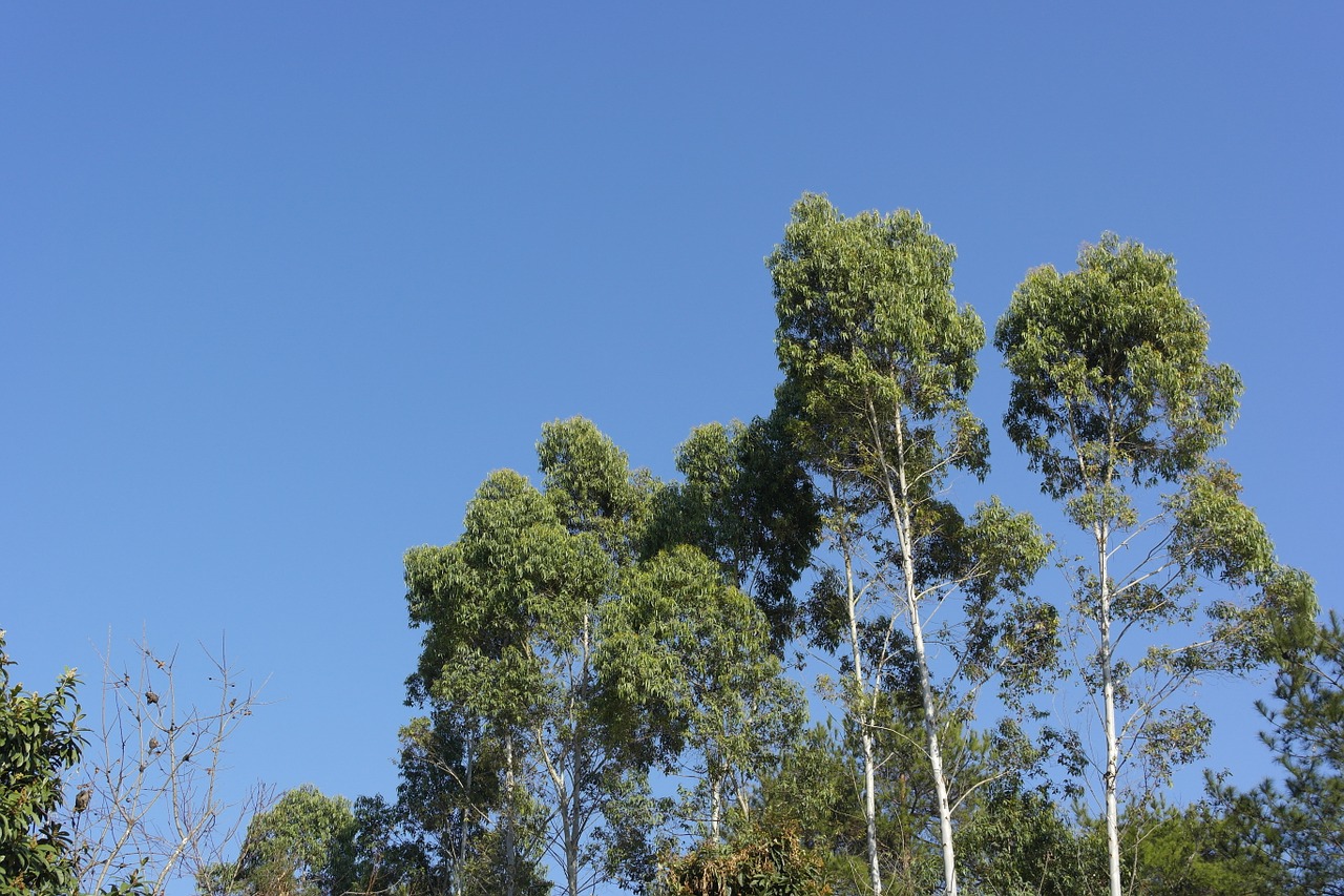 Mėlynas Dangus, Medžiai, Vertikaliai, Nemokamos Nuotraukos,  Nemokama Licenzija