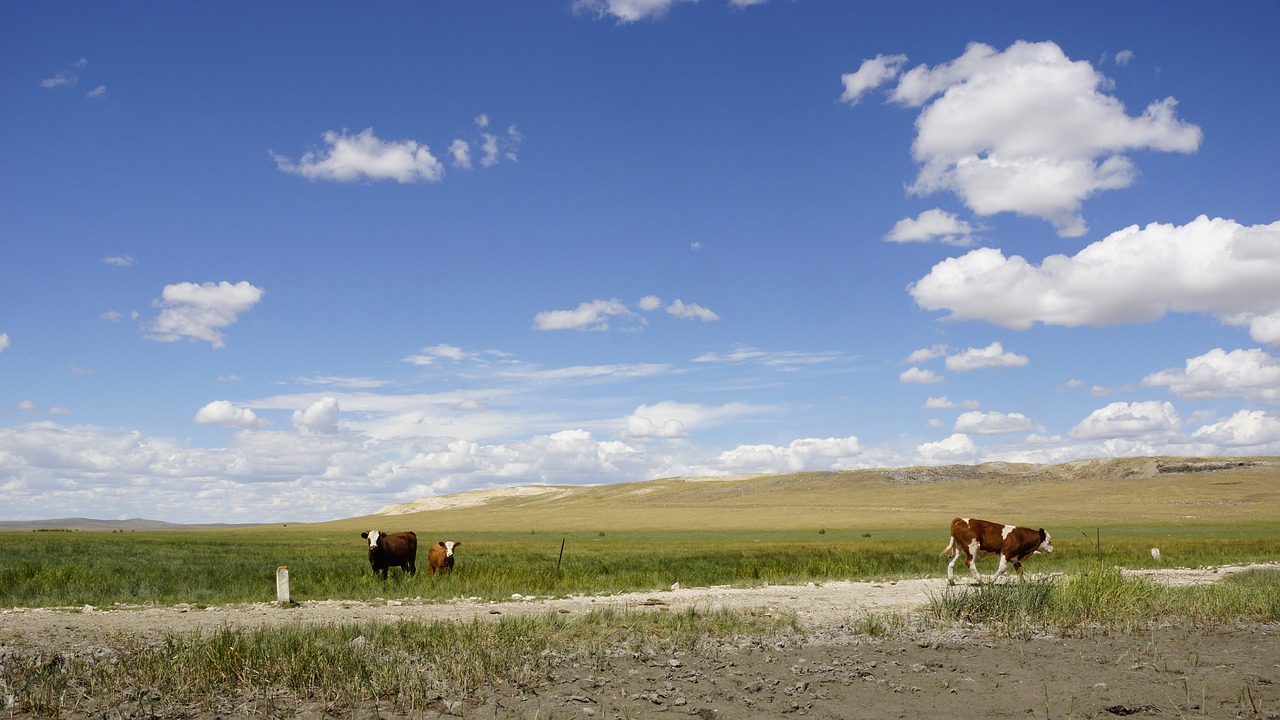 Mėlynas Dangus Ir Balti Debesys, Prairie, Vaikščioti, Karvė, Nemokamos Nuotraukos,  Nemokama Licenzija