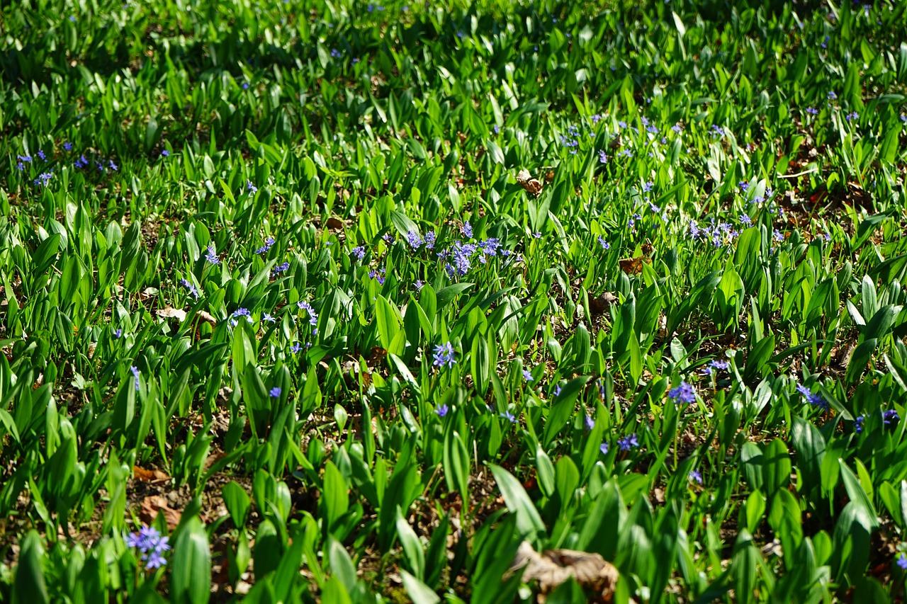 Mėlyna Žvaigždė, Scilla, Žiedas, Žydėti, Gėlė, Česnakai, Mėlynas, Violetinė, Violetinė, Pavasaris