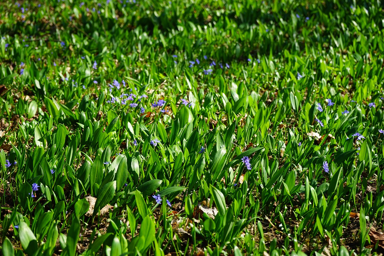 Mėlyna Žvaigždė, Scilla, Česnakai, Žiedas, Žydėti, Gėlė, Mėlynas, Violetinė, Violetinė, Pavasaris