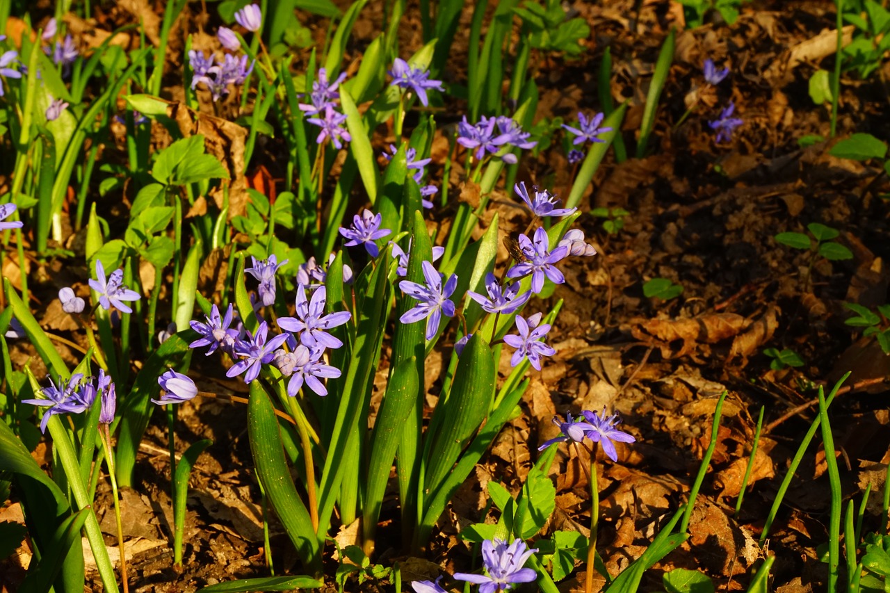 Mėlyna Žvaigždė, Scilla, Žiedas, Žydėti, Gėlė, Mėlynas, Pavasaris, Ankstyvas Bloomer, Scilloideae, Šparagų Augalas