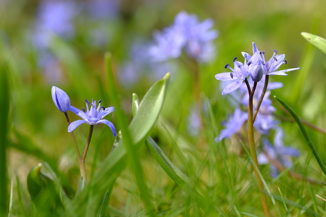 Blue Star,  Scilla,  Šparagai Augalų,  Anksti Gama,  Przedświt Pavasario,  Pavasario Gėlė,  Pavasaris,  Žiedas,  Žydi,  Mėlyna