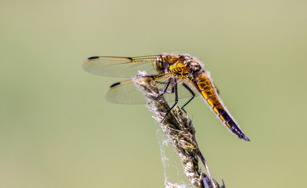 Auksakalys, Tikrasis Auksakalys, Vabzdys, Natūralus, Vasara, Plėšrūnai, Ežeras, Denmark, Swarm, Viborgas