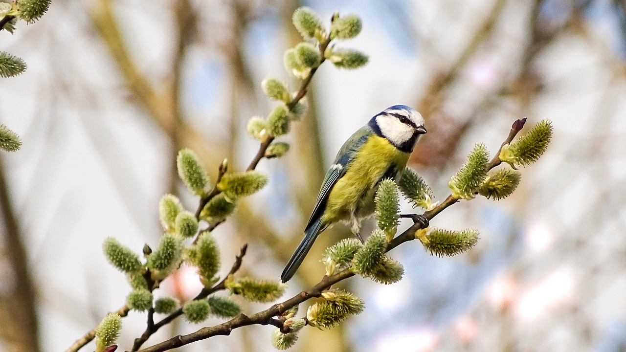 Mėlynas Dantis, Nuotrauka Iš Titmouse, Paukštis, Maža Paukštis, Mielas, Saldus, Sodas, Giesmininkas, Gyvūnų Pasaulis, Nemokamos Nuotraukos