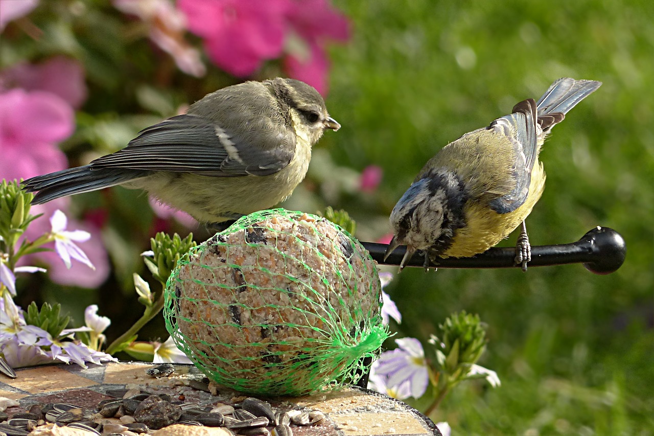 Mėlynas Dantis, Cyanistes Caeruleus, Paukštis, Jaunas, Maitinimas, Sodas, Nemokamos Nuotraukos,  Nemokama Licenzija