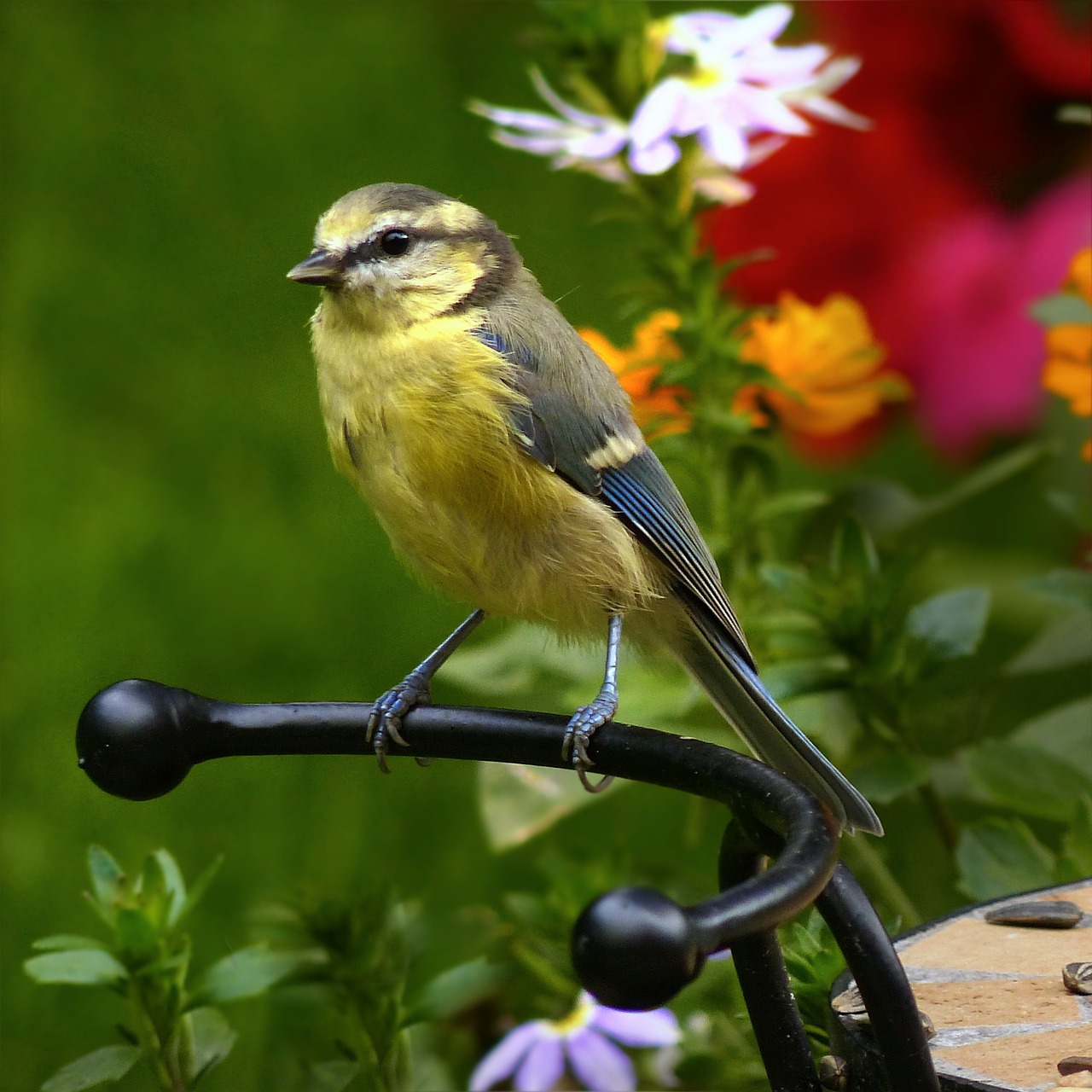 Mėlynas Dantis, Cyanistes Caeruleus, Šunys, Paukštis, Jaunas, Maitinimas, Sodas, Nemokamos Nuotraukos,  Nemokama Licenzija