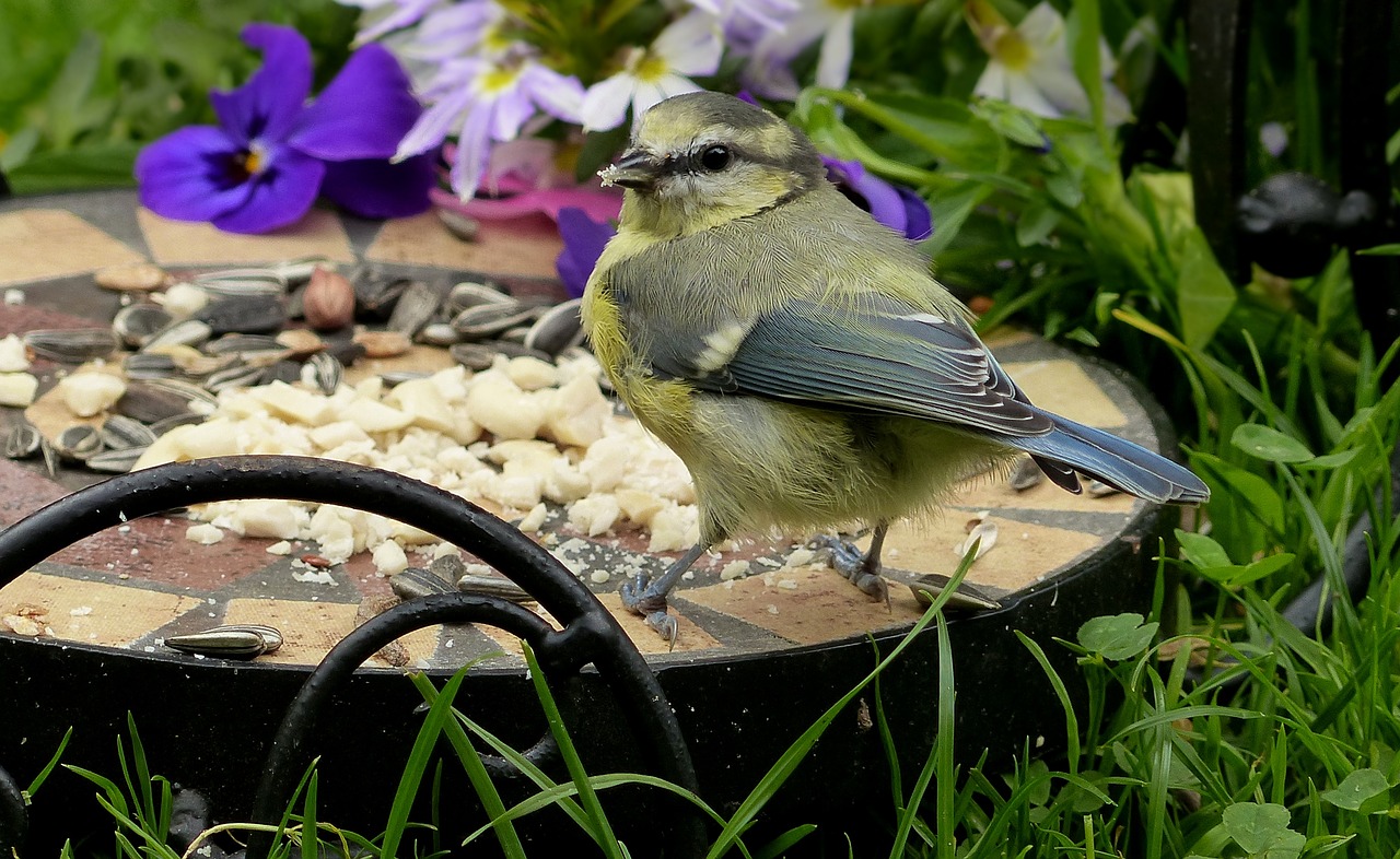 Mėlynas Dantis, Cyanistes Caeruleus, Šunys, Paukštis, Jaunas, Maitinimas, Sodas, Nemokamos Nuotraukos,  Nemokama Licenzija