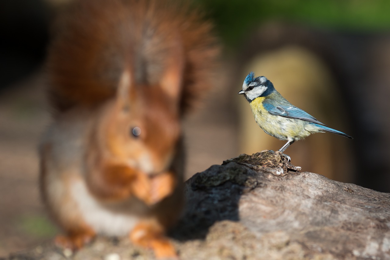 Mėlynas Dantis, Cyanistes Caeruleus, Voverė, Sciurus Vulgaris, Liudvigsburgo Vokietija, Monrepos, Baden Württemberg, Paukštis, Giesmininkas, Nemokamos Nuotraukos