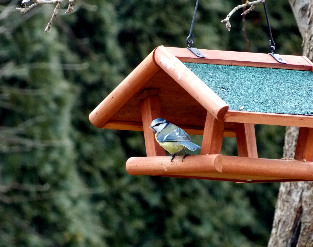 Mėlynas Dantis, Šunys, Aviary, Maitinimo Vieta, Paukštis, Paukščių Maitinimas, Sodas, Maistas, Gamta, Maitinimas