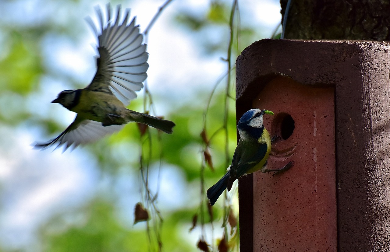 Mėlynos Tits, Paukščiai, Lizdas, Paukštis, Šunys, Sodas, Maitinimas, Cyanistes Caeruleus, Giesmininkas, Laukinės Gamtos Fotografija