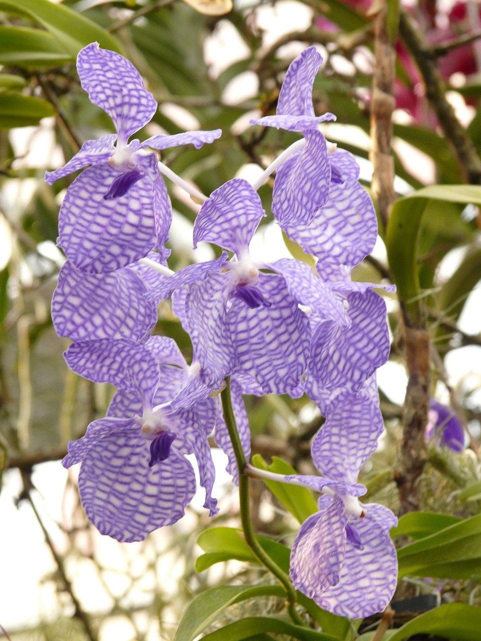 Mėlyna Vanda Orchidėja, Orchidėja, Mėlynas, Gėlė, Žiedas, Žydėti, Augalas, Atogrąžų, Egzotiškas, Stiprus