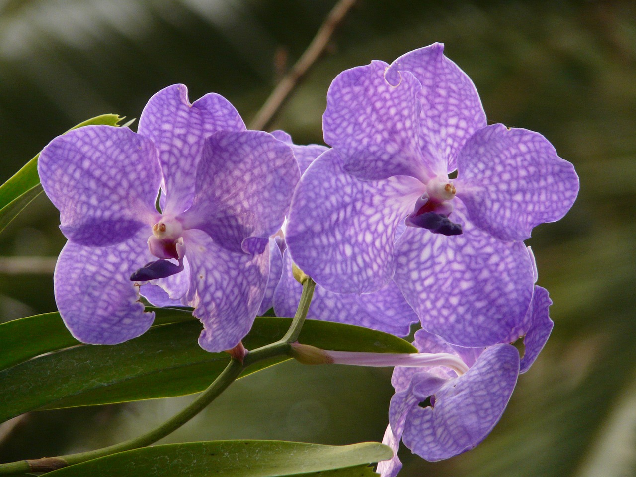Mėlyna Vanda Orchidėja, Orchidėja, Mėlynas, Gėlė, Žiedas, Žydėti, Augalas, Atogrąžų, Egzotiškas, Stiprus