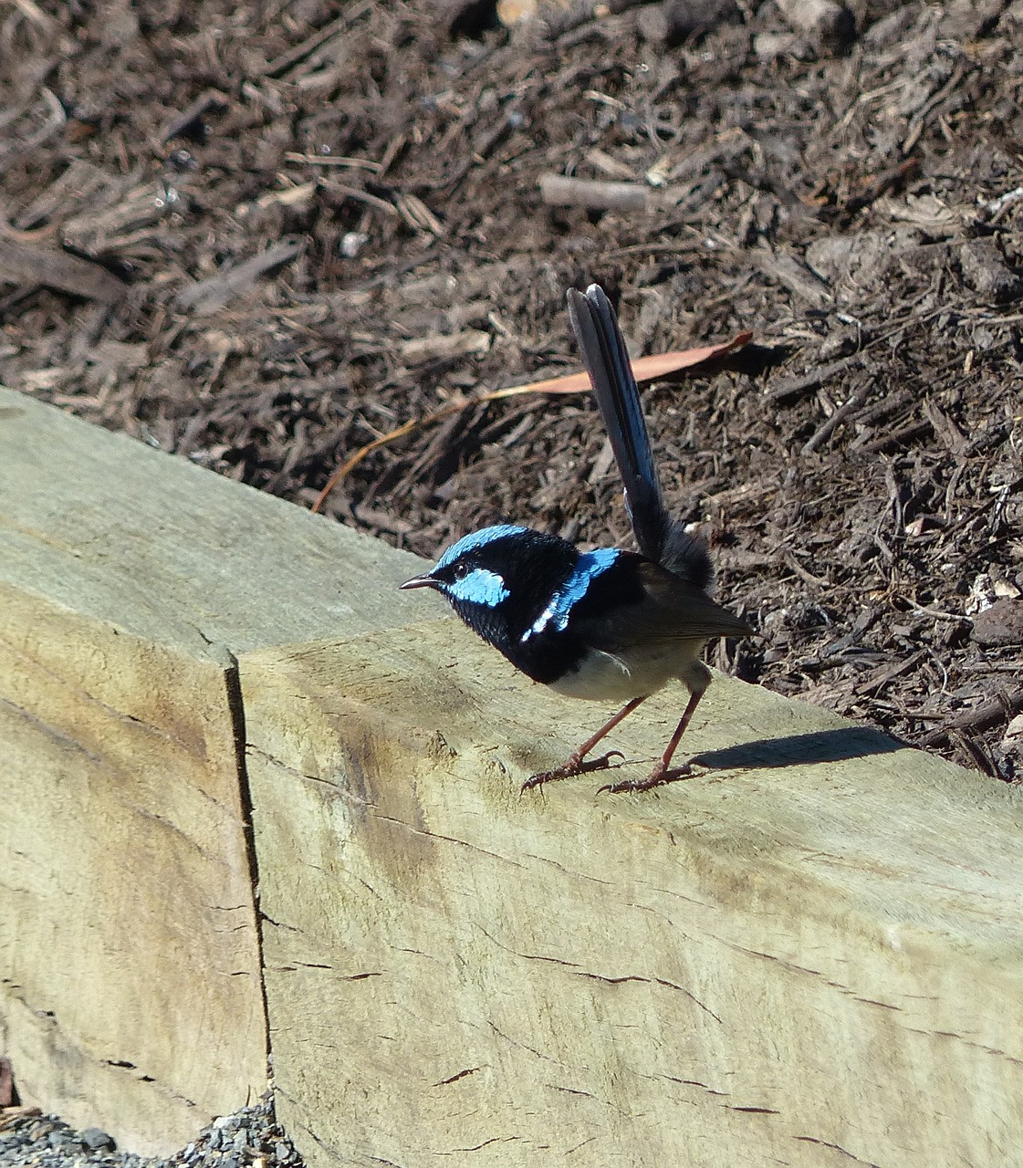 Mėlynas Ragas, Paukštis, Puikūs Fairywren, Malurus Cyaneus, Gyvūnas, Mėlynas, Nemokamos Nuotraukos,  Nemokama Licenzija