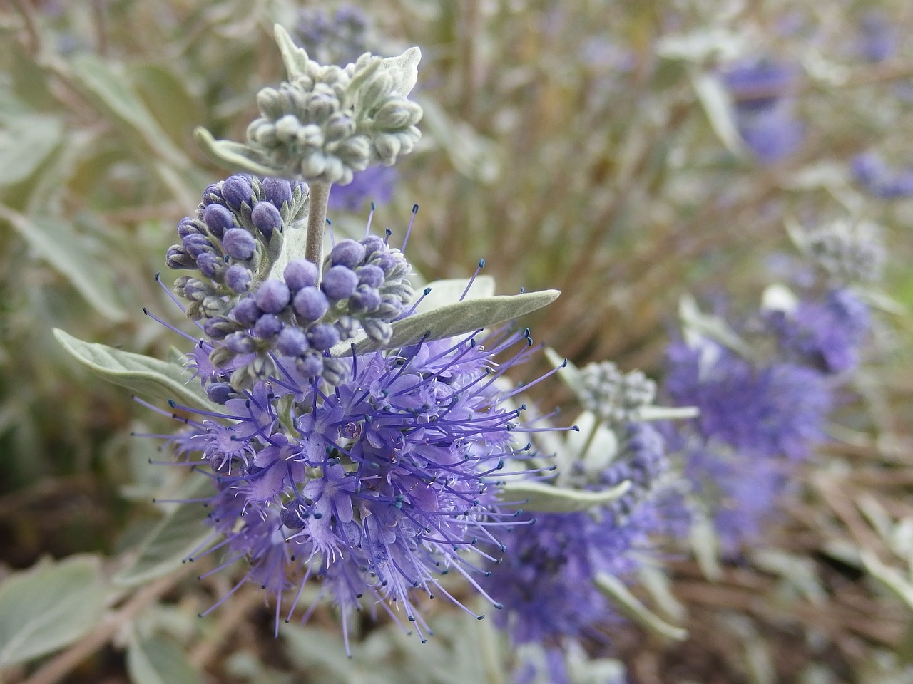 Bluebeard, Gėlė, Violetinė, Nemokamos Nuotraukos,  Nemokama Licenzija