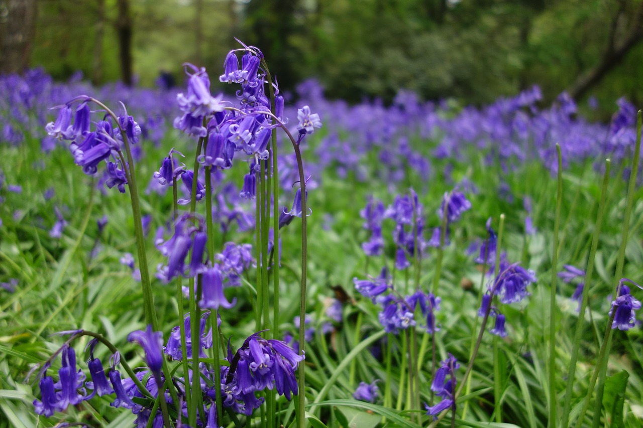 Mėlynos Spalvos Žiedas, Mėlynos Spalvos Žiedai, Minkvorto Arboretum, Nemokamos Nuotraukos,  Nemokama Licenzija