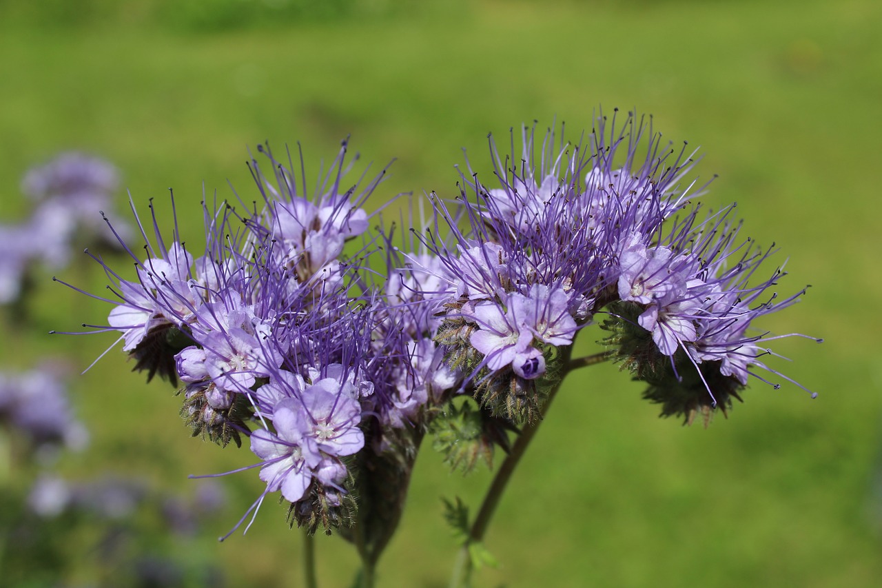 Mėlynos Spalvos Žiedas, Žalia Mėšlas, Phacelia Tanacetifolia, Nemokamos Nuotraukos,  Nemokama Licenzija