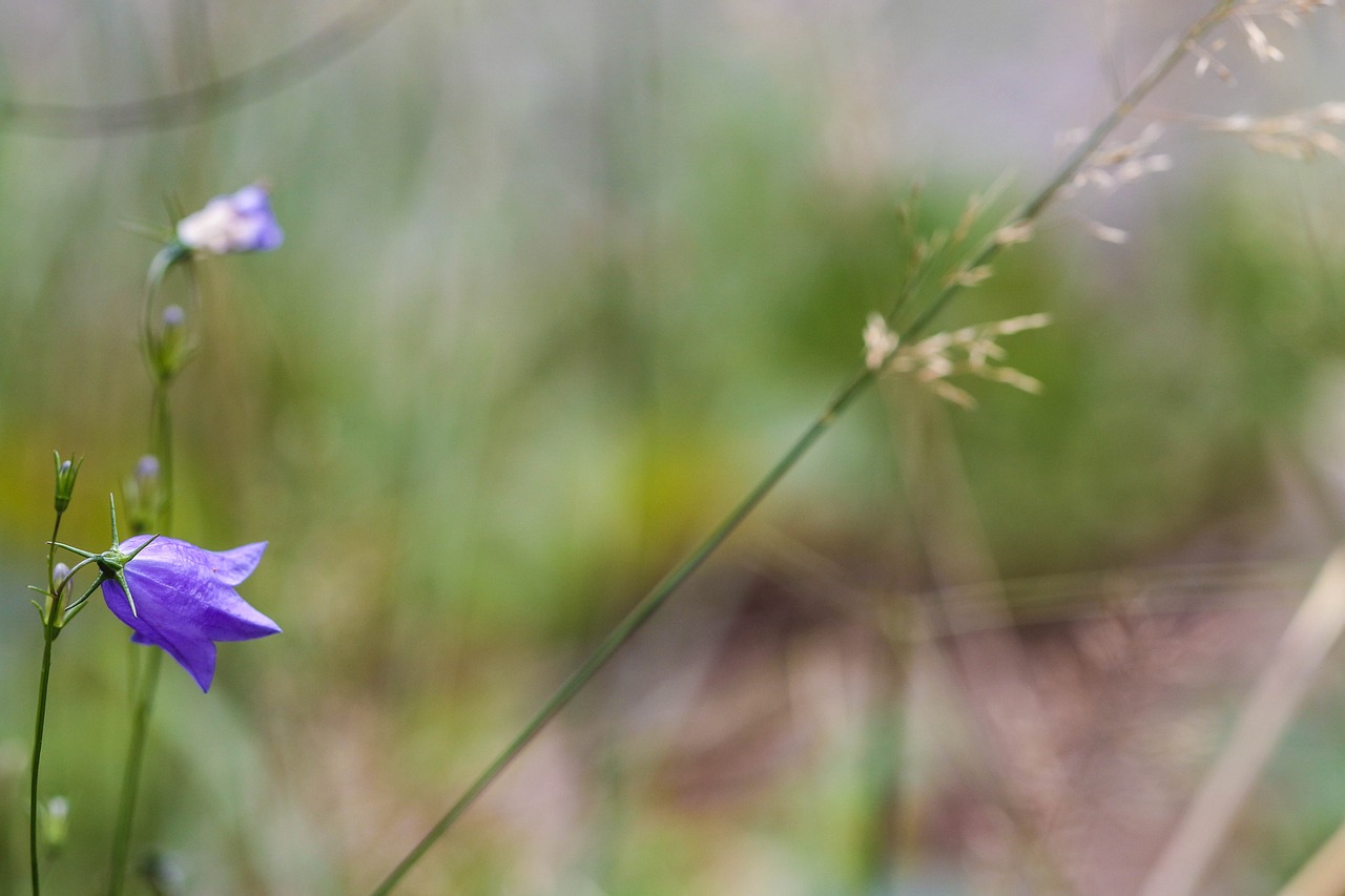 Mėlynos Spalvos Žiedas, Šiaudai, Varpelė, Gamta, Mėlynas, Wildflower, Nemokamos Nuotraukos,  Nemokama Licenzija