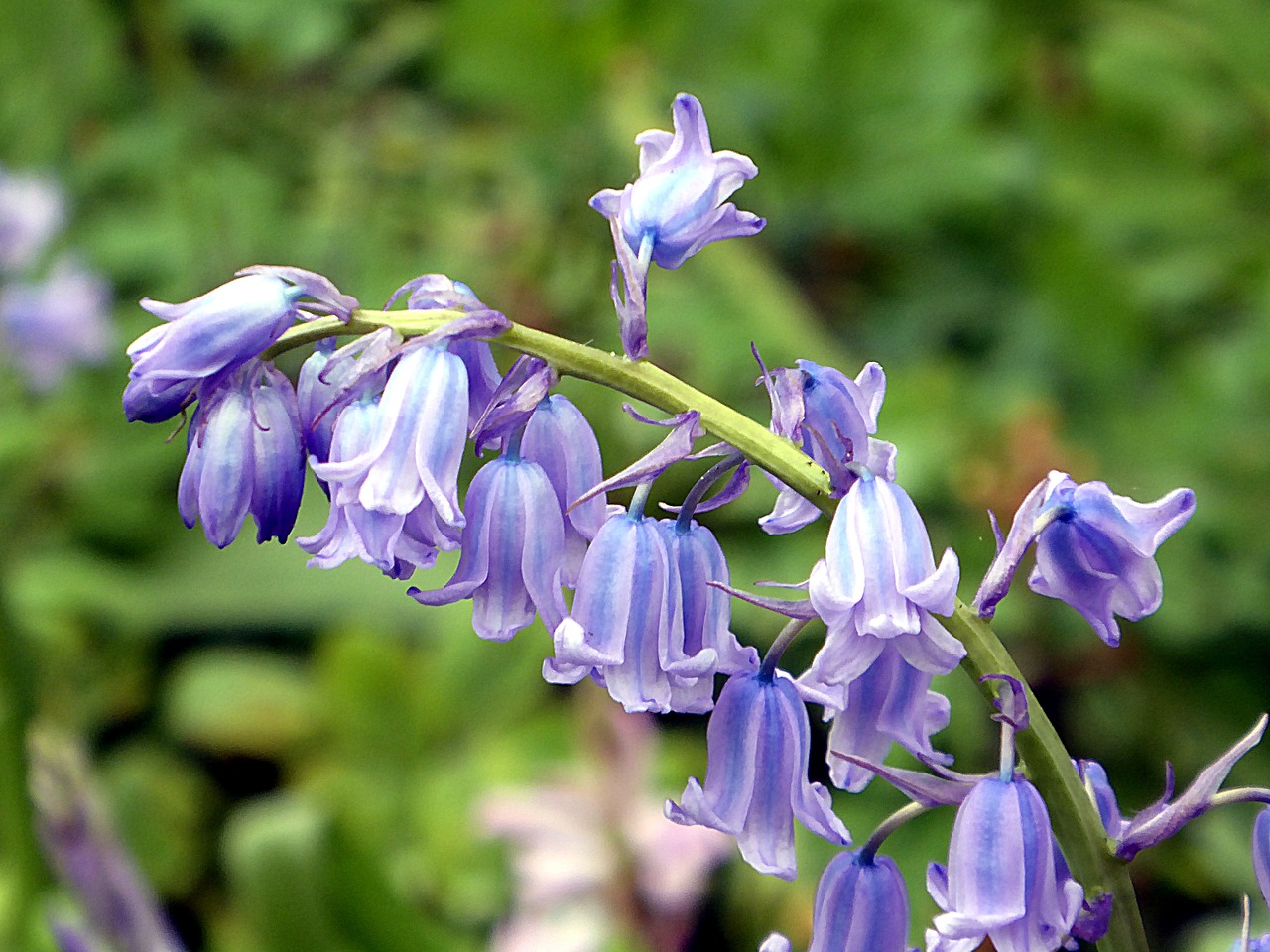 Bluebell,  Mėlyna,  Lelija,  Pavasaris,  Gėlė,  Augalas, Nemokamos Nuotraukos,  Nemokama Licenzija