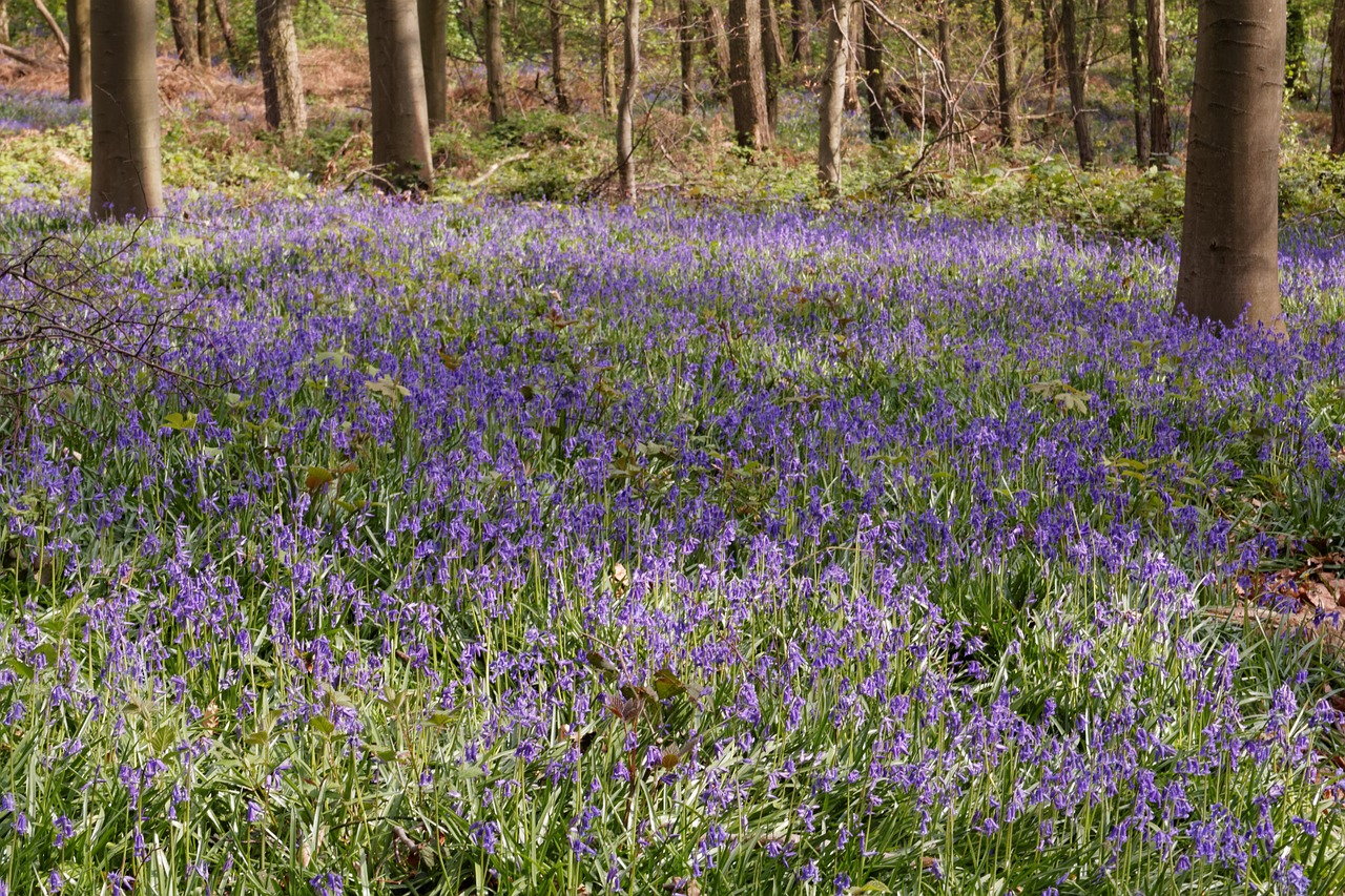 Bluebell,  Gėlė,  Mėlyna,  Pavasaris,  Laukinių Gėlių,  Drugelis Orchidėja,  Pobūdį,  Žiedas,  Žydi,  Laukinių Augalų