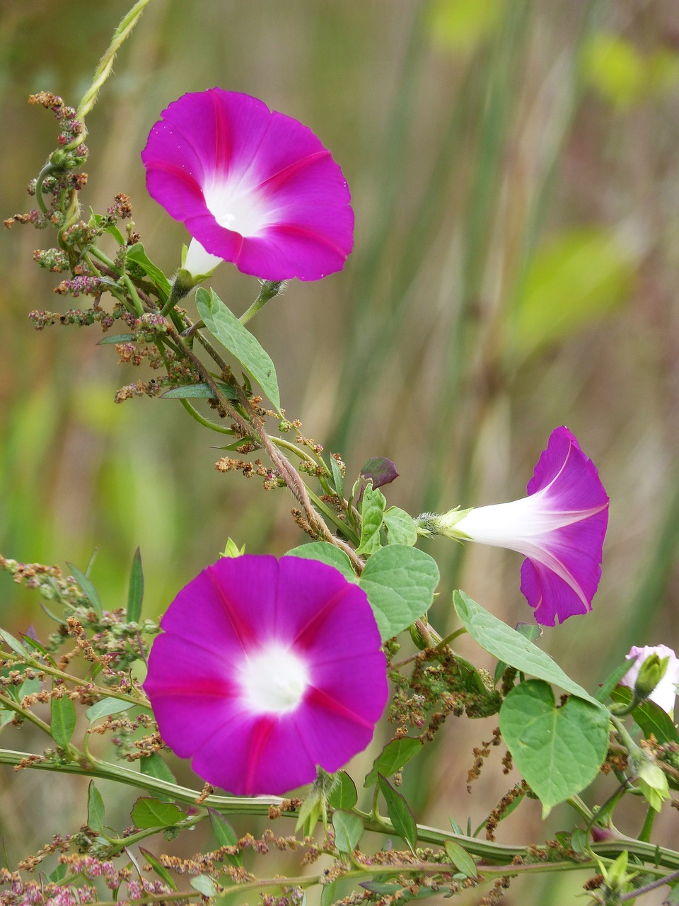 Mėlynos Spalvos Žiedai, Gėlės, Grožis, Laukinė Gėlė, Ipomoea Purpurea, Nemokamos Nuotraukos,  Nemokama Licenzija