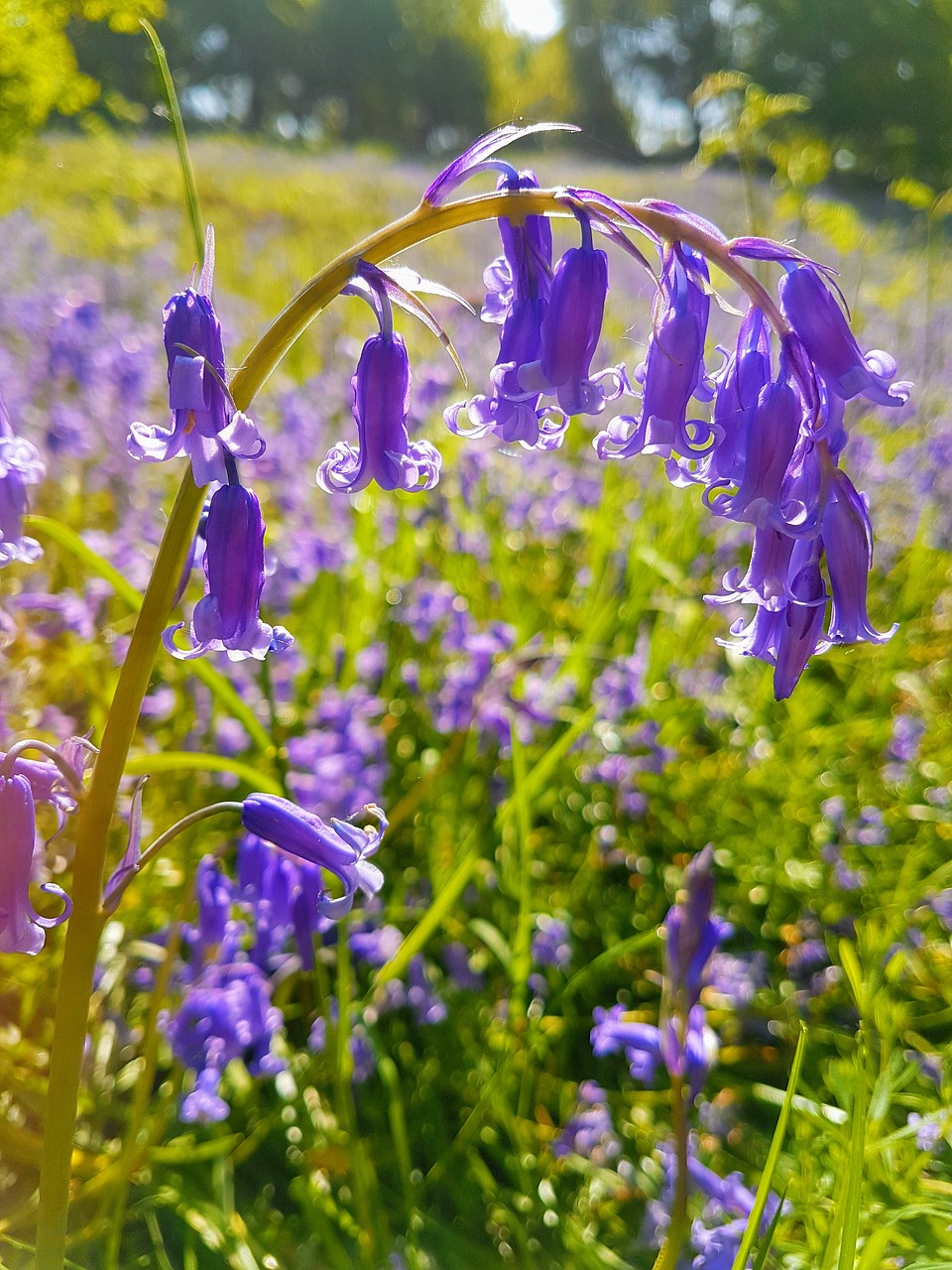 Bluebells,  Gėlė,  Pobūdį,  Pavasaris,  Miško, Nemokamos Nuotraukos,  Nemokama Licenzija