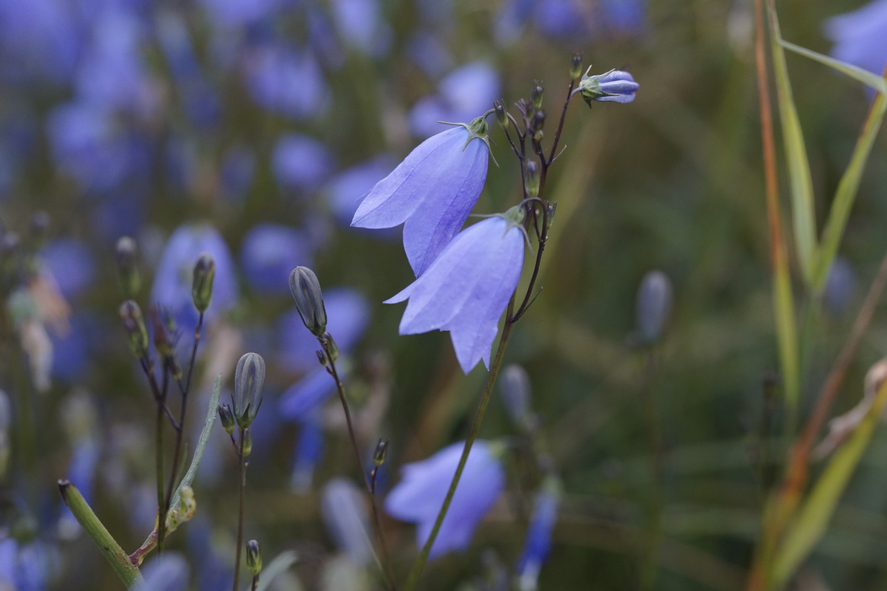 Mėlynos Spalvos Žiedai, Gėlės, Žydėti, Mėlynas, Žiedas, Žydėti, Gamta, Flora, Uždaryti, Glockig