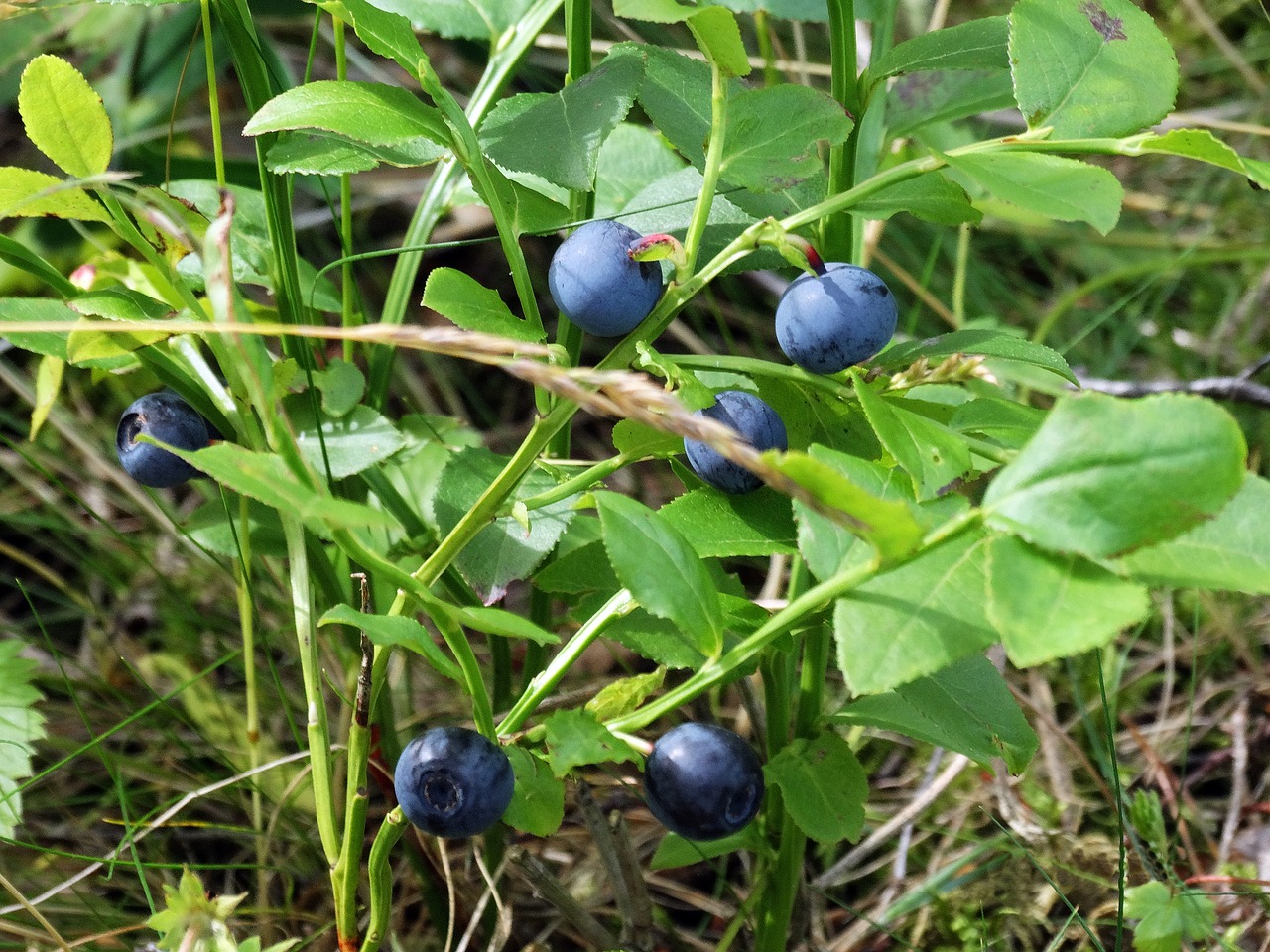 Mėlynės, Šakelės, Gamta, Švedija, Nemokamos Nuotraukos,  Nemokama Licenzija