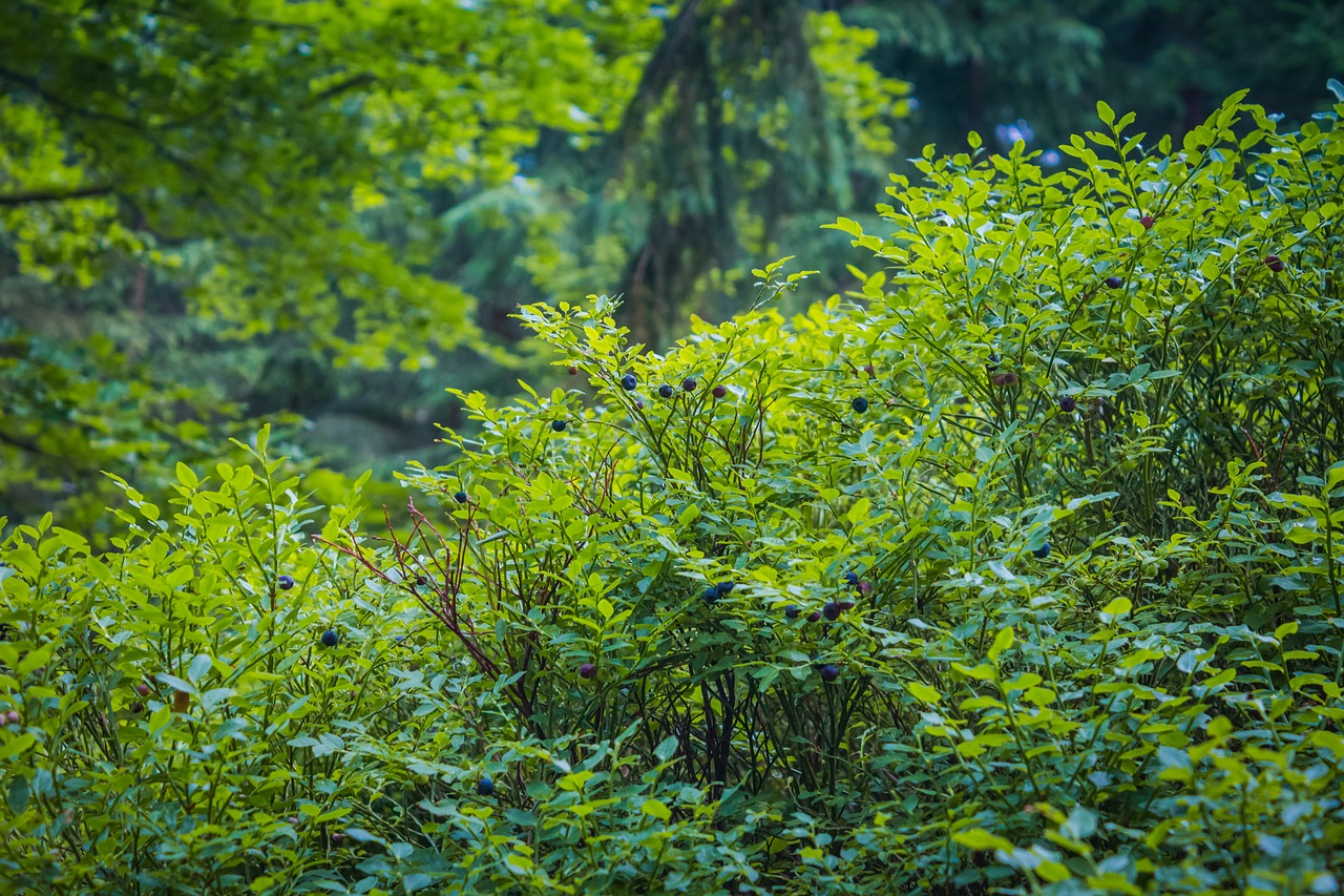 Mėlynės, Miškas, Mėlynių Milžiniški Kalnai, Miško Vaisiai, Mėlynieji, Vaisiai, Makro, Nemokamos Nuotraukos,  Nemokama Licenzija