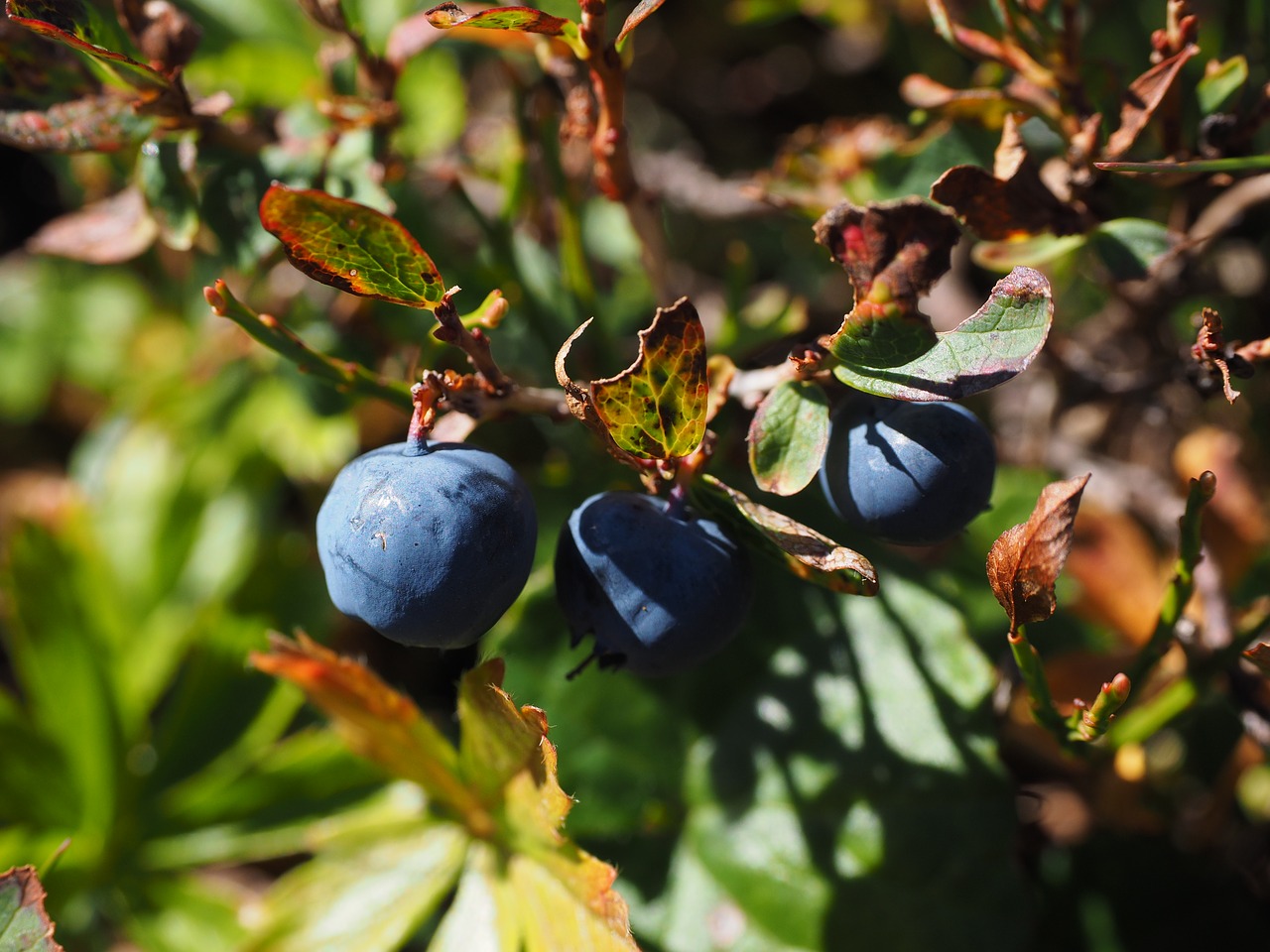 Mėlynės, Prinokę, Mėlynas, Vaccinium Heather Augalas, Ericaceae, Vaccinium Myrtillus, Vaccinium Tipo, Nykštukas Krūmas, Uogos, Valgomieji