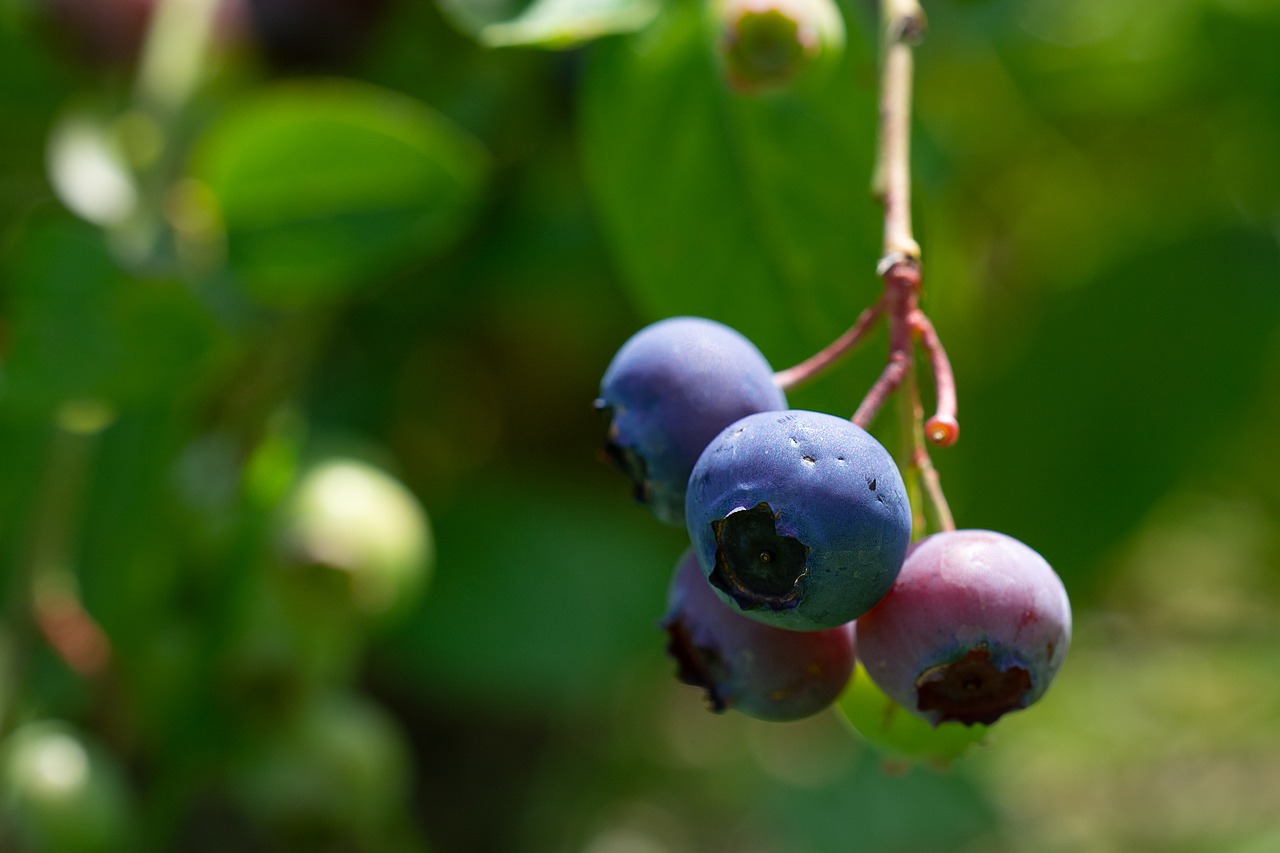 Mėlynės,  Brandinimo Procesą,  Subrendęs,  Pobūdį,  Sodas,  Sode,  Daržovių Sodas,  Uogų Mėlyna,  Uogos,  Iš Arti