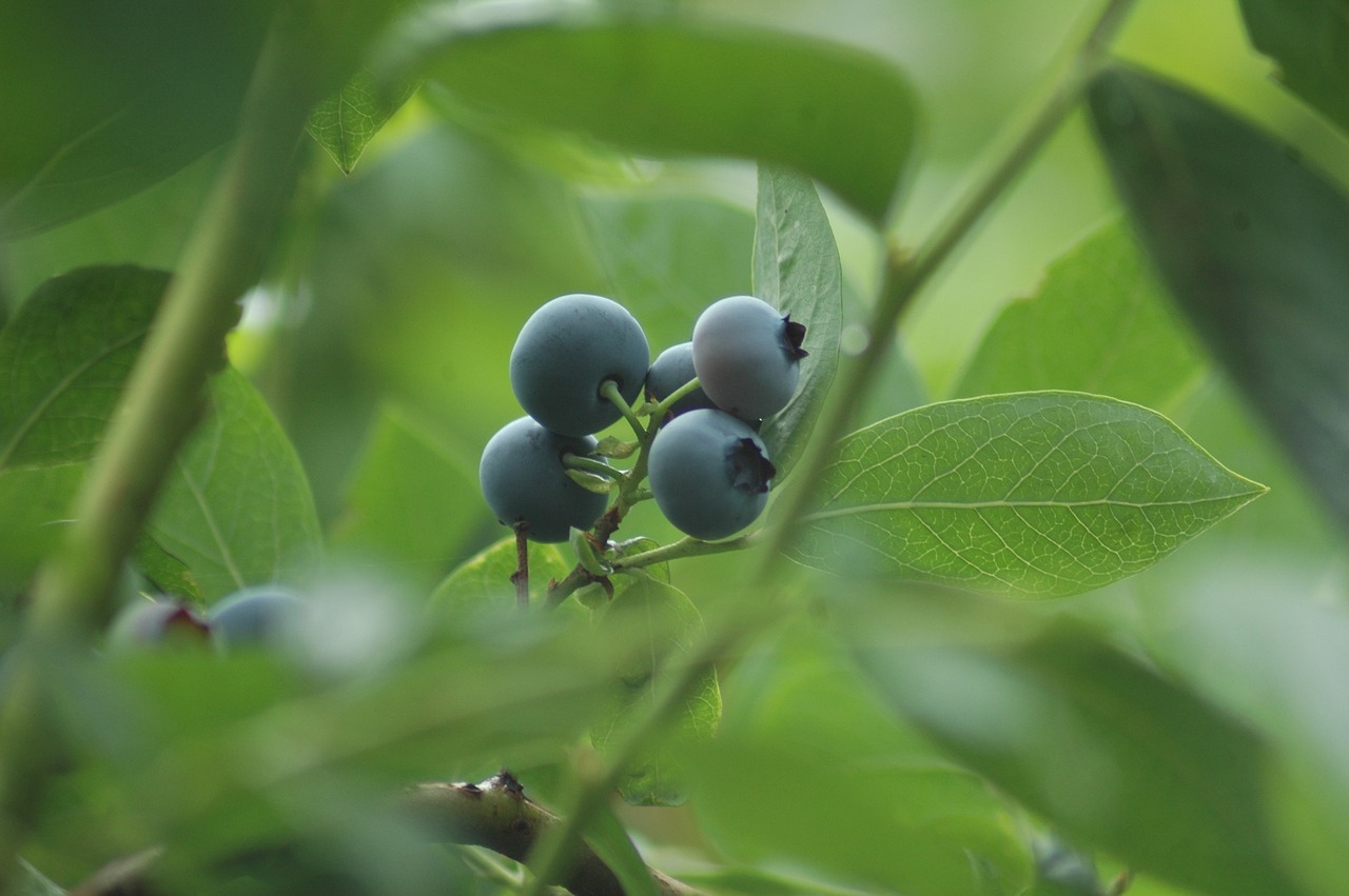 Mėlynieji, Vaisiai, Vaisiai, Skanus, Vasara, Mėlynas, Augalas, Maistas, Violetinė, Nemokamos Nuotraukos