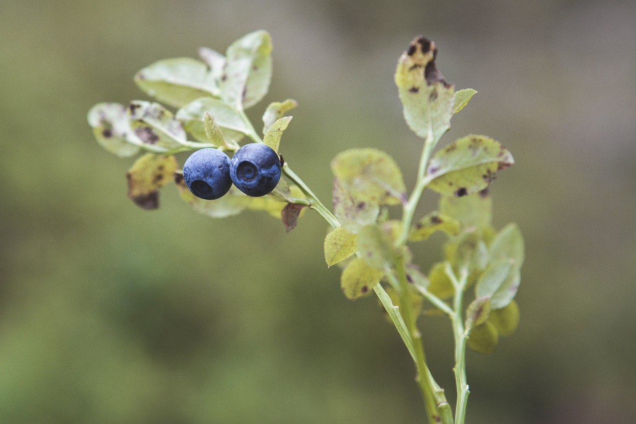 Mėlynieji, Mėlynių Šakelė, Uogos, Vaccinium Myrtillus, Suomijos Laukinės Uogos, Nemokamos Nuotraukos,  Nemokama Licenzija