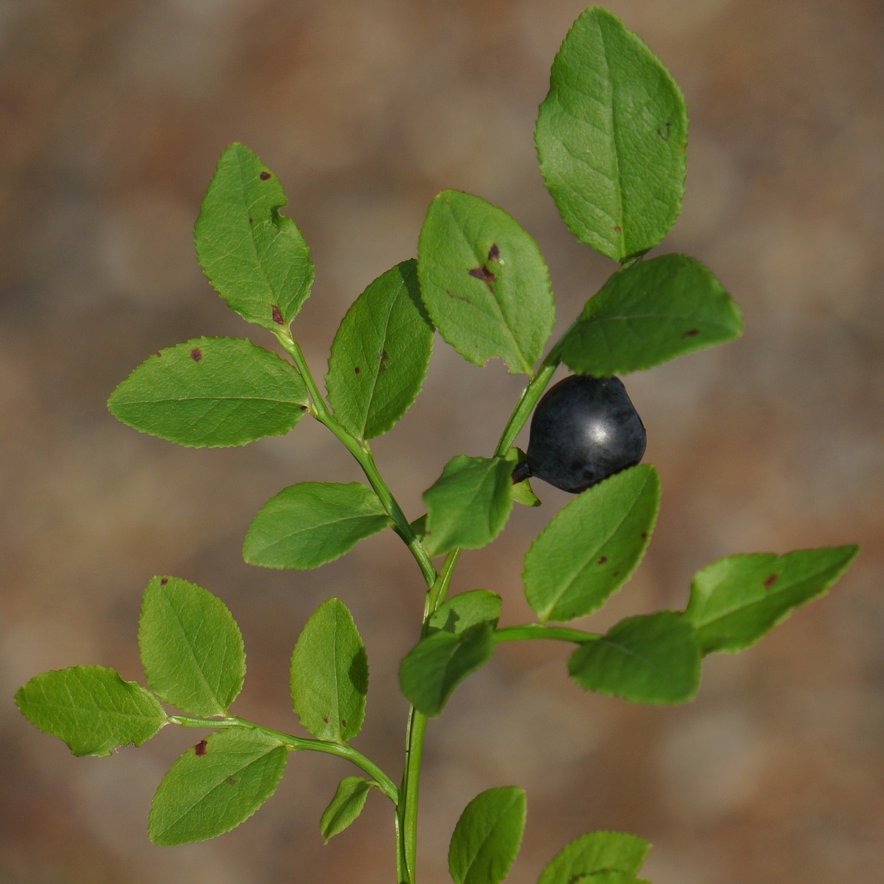 Mėlynieji, Vaccinium Myrtillus, Šakelė, Suomijos Laukinės Uogos, Nemokamos Nuotraukos,  Nemokama Licenzija